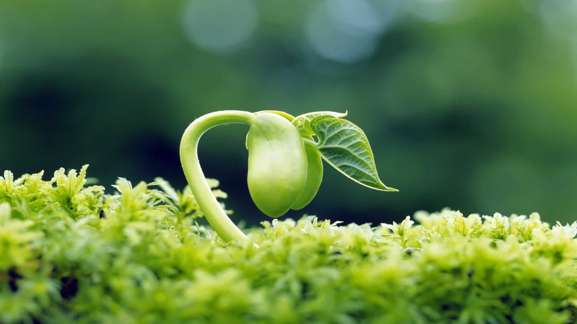 1920x1080 Spring Green Sprout desktop PC and Mac wallpaper