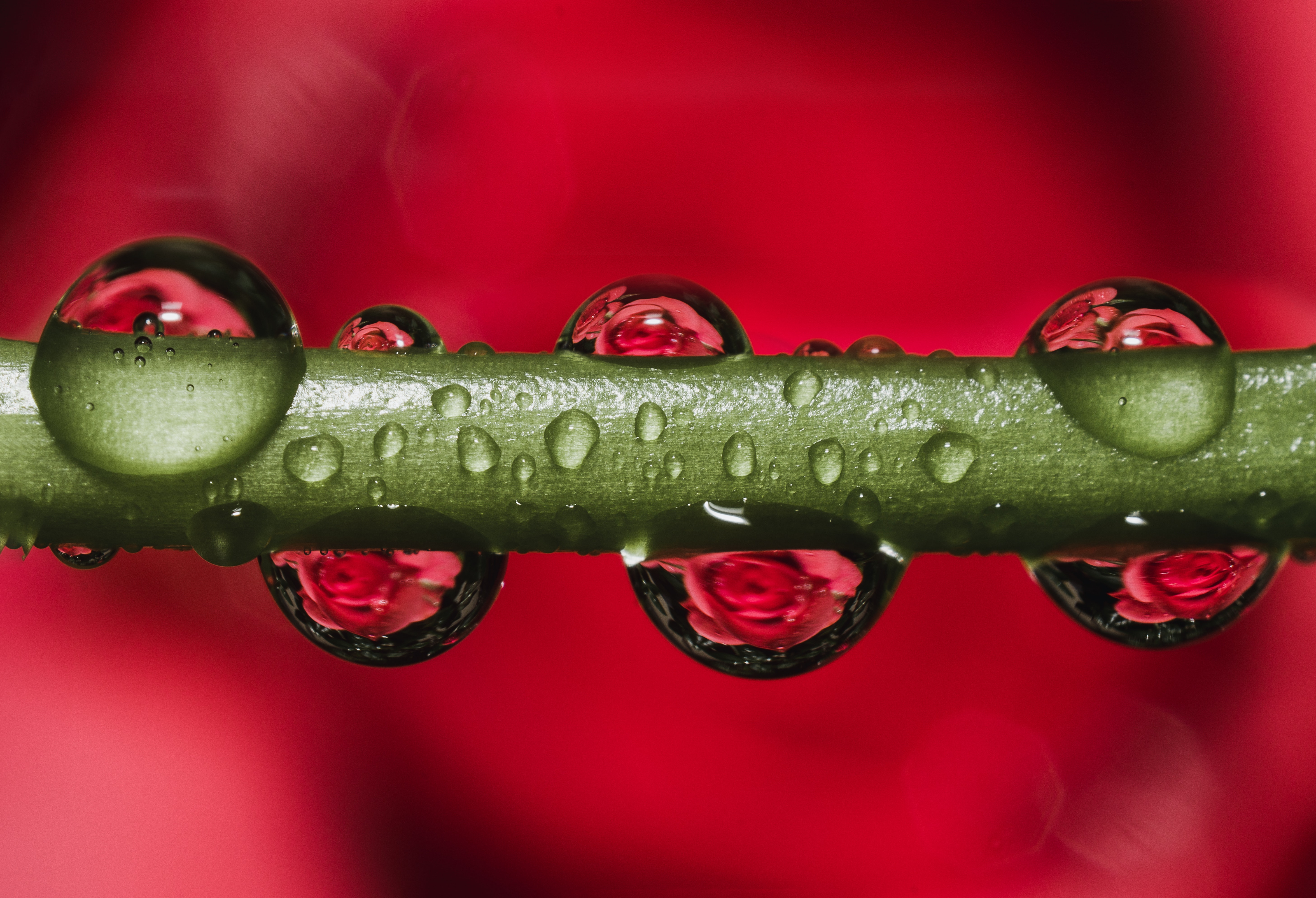 Green stem with dew droplets photo