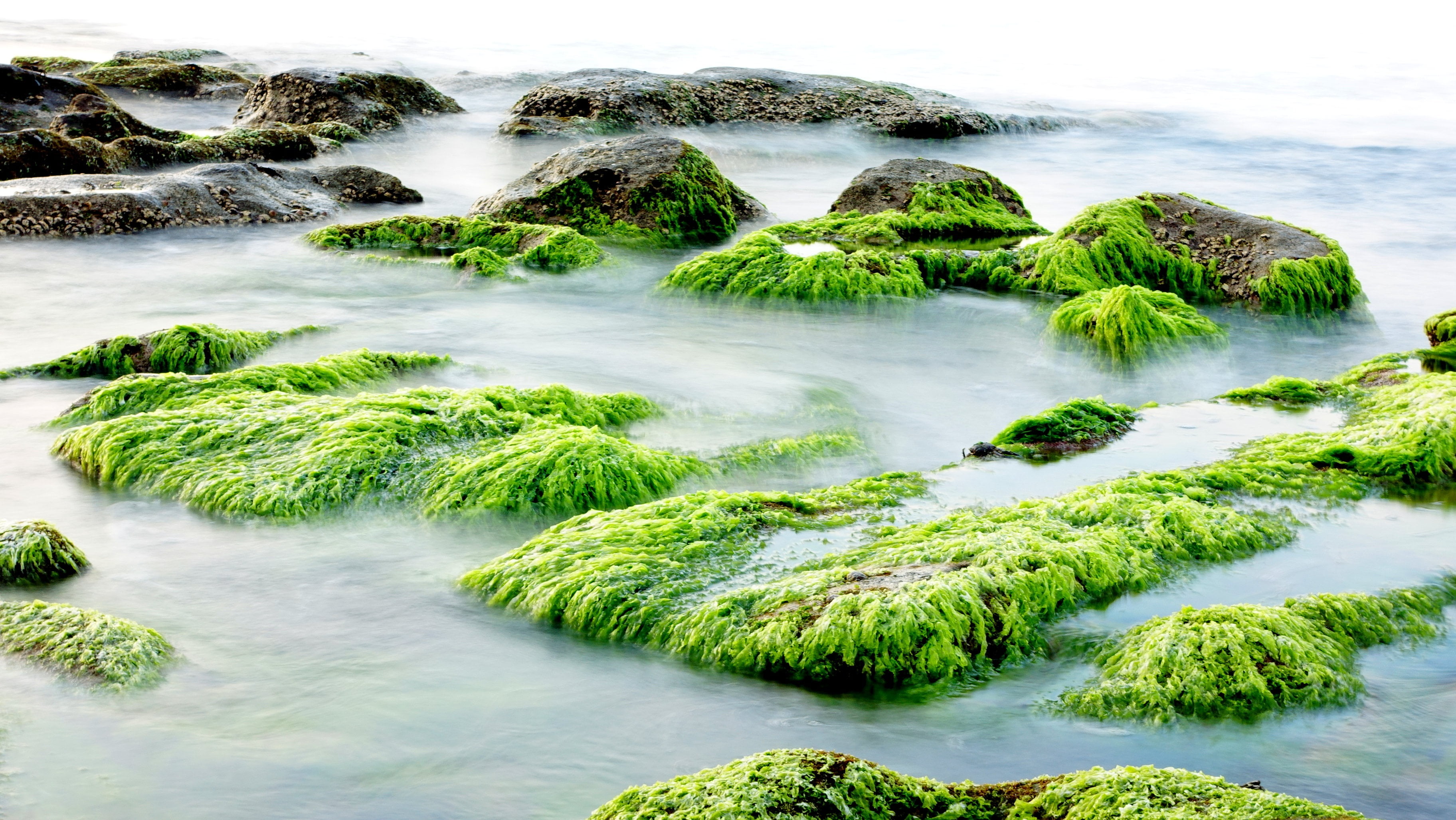 Green algae covered rocks near lake HD wallpaper | Wallpaper Flare