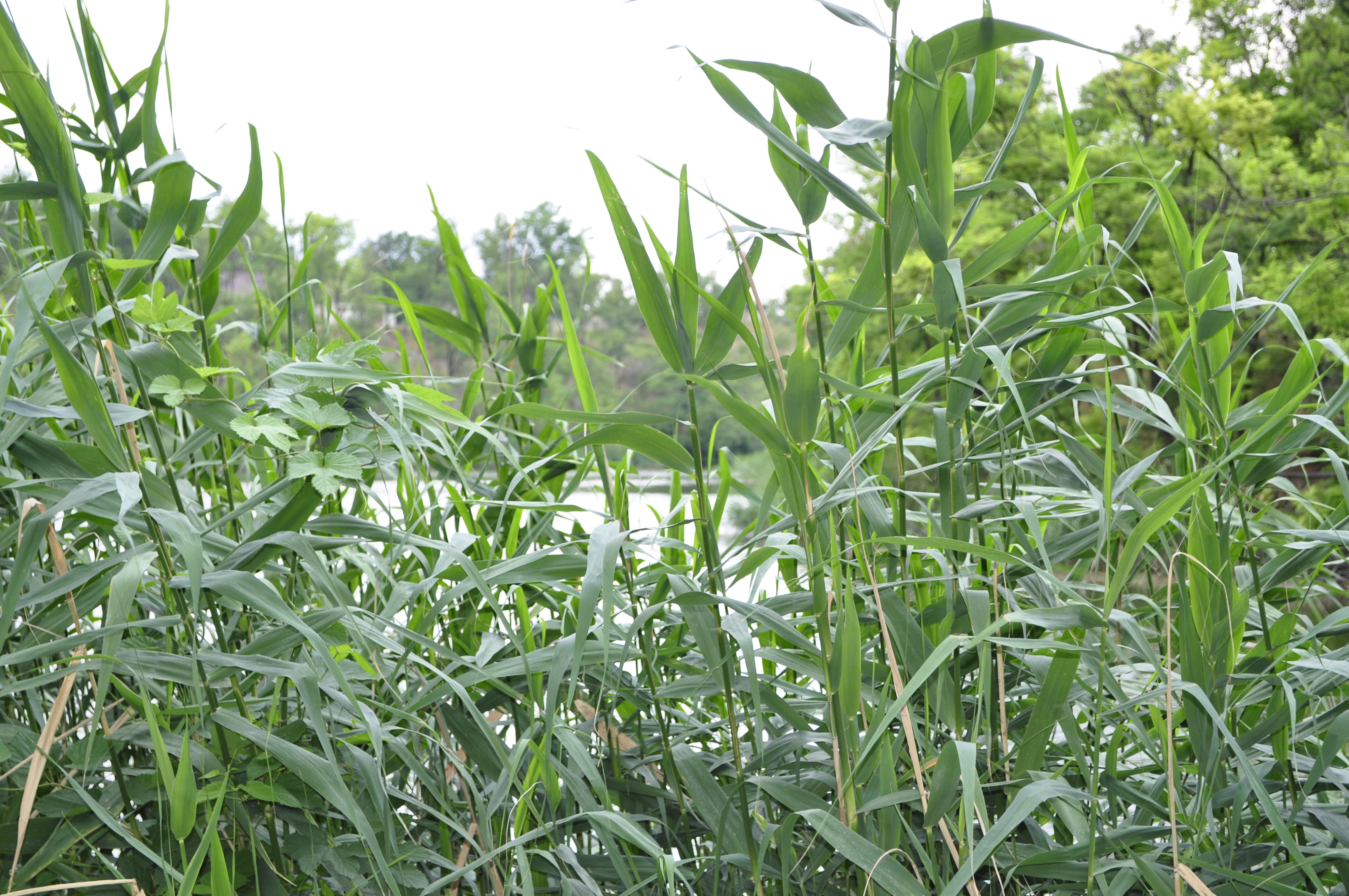 Green Straws, Grass, Green, Nature, Straws, HQ Photo