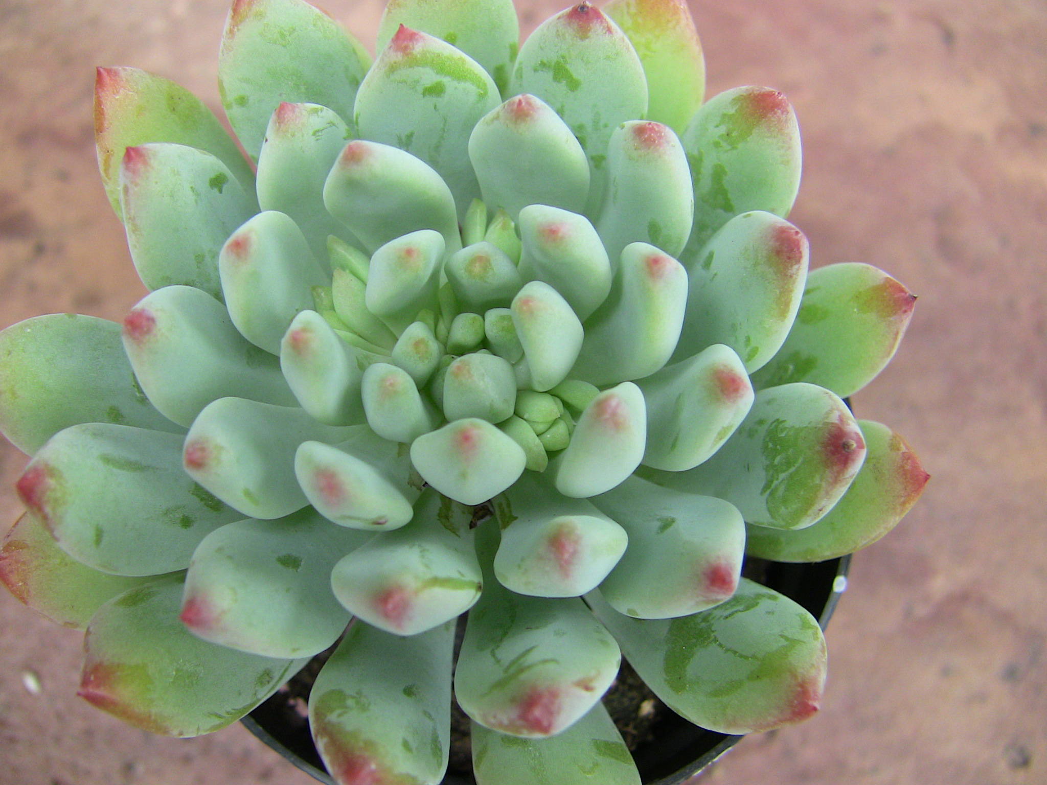 Succulent Types - Succulent of the Month Club Subscription