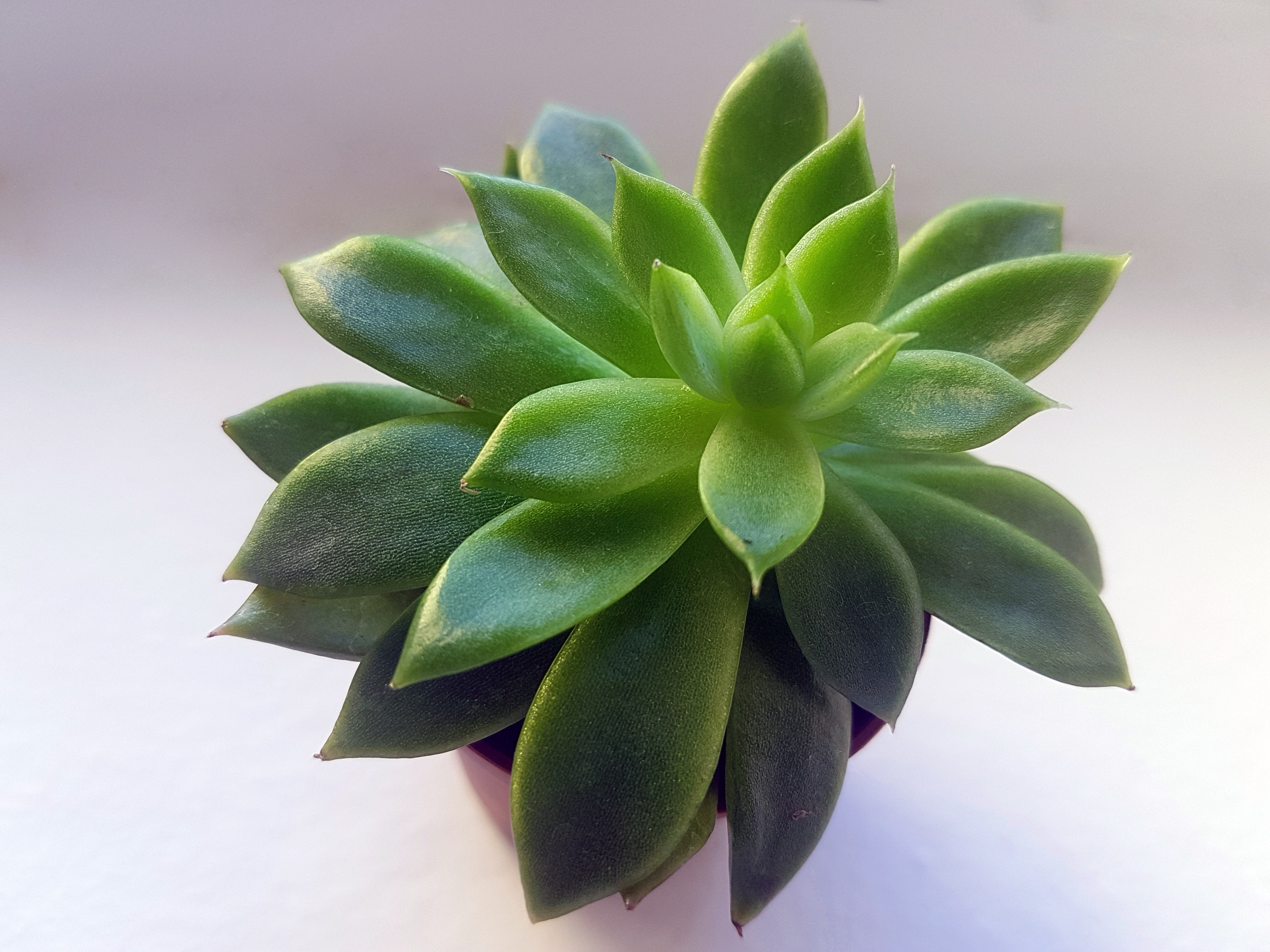 Green succulent with brown pot photo