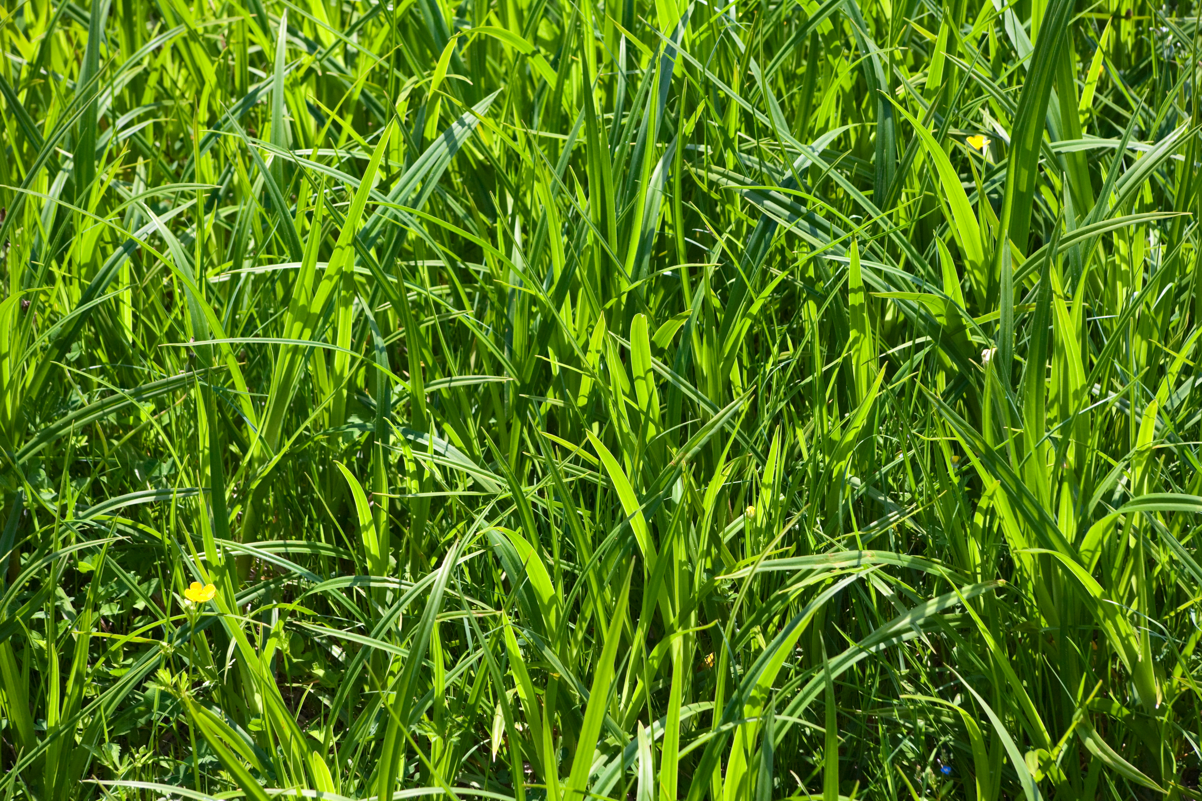 Tall green grass in an open field | photo page - everystockphoto