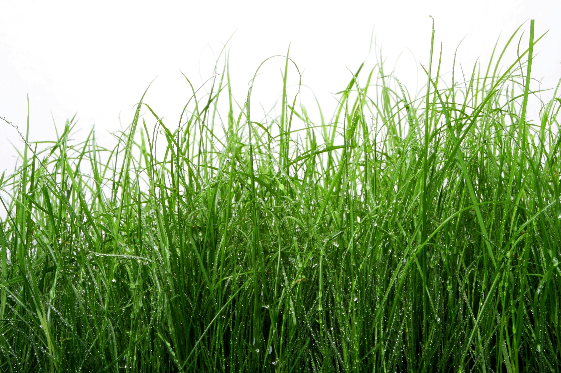 Free photo: Green Tall Grass - Close-up, Color, Field - Free Download