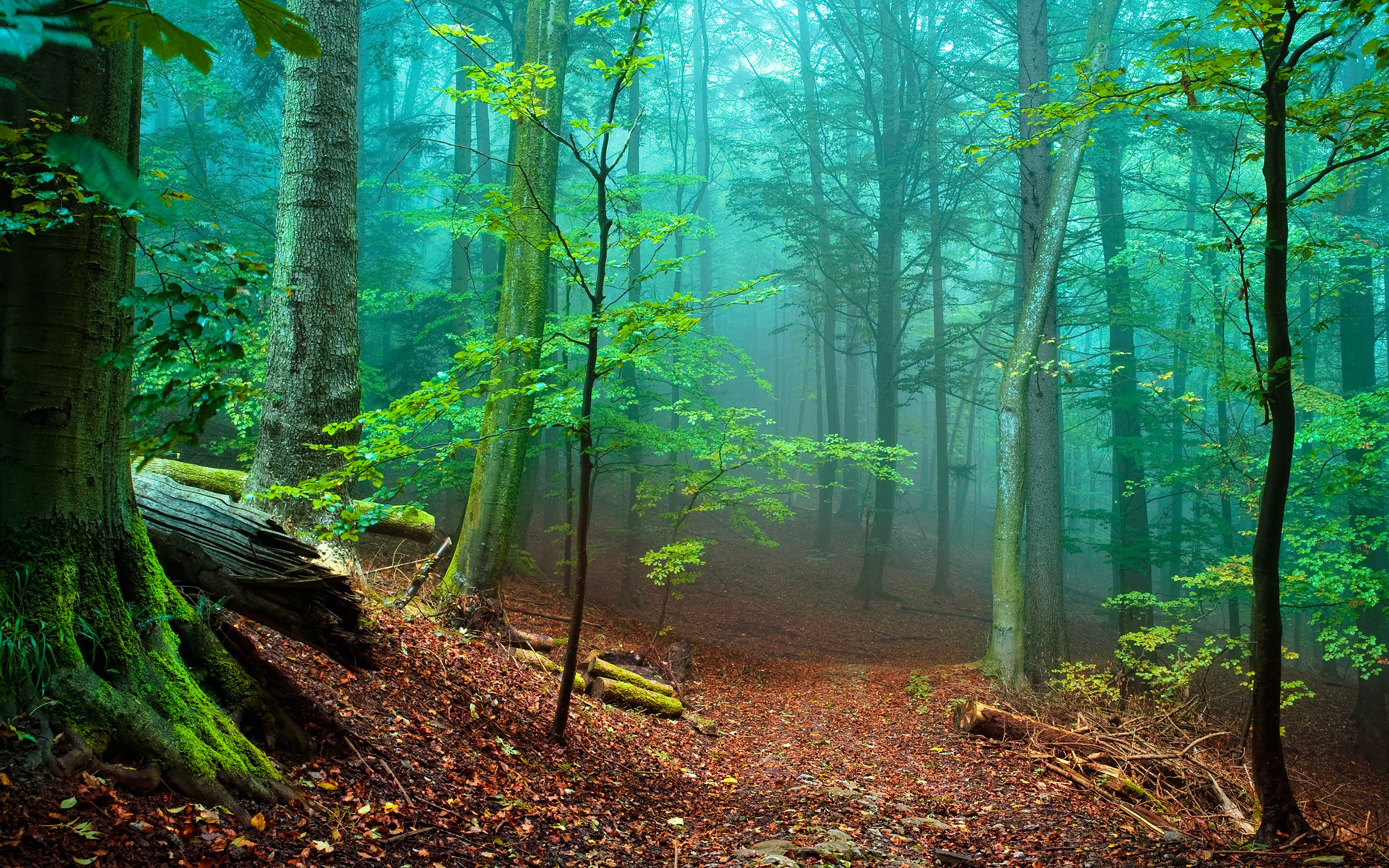 Nature Forest With Tall Trees And Green Moss, Fallen Leaves Red Mist ...