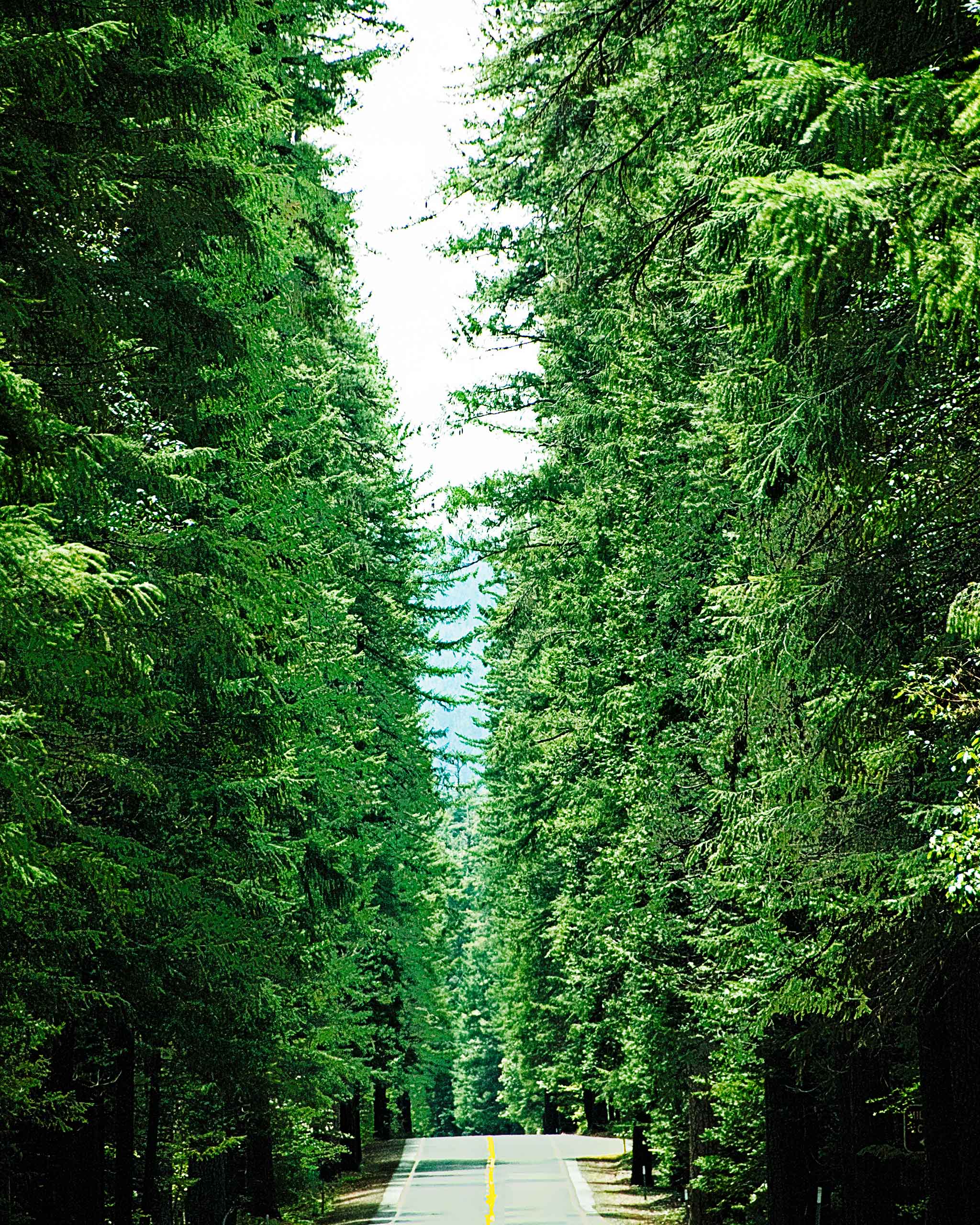 Tall Green Trees - Roadside Gallery
