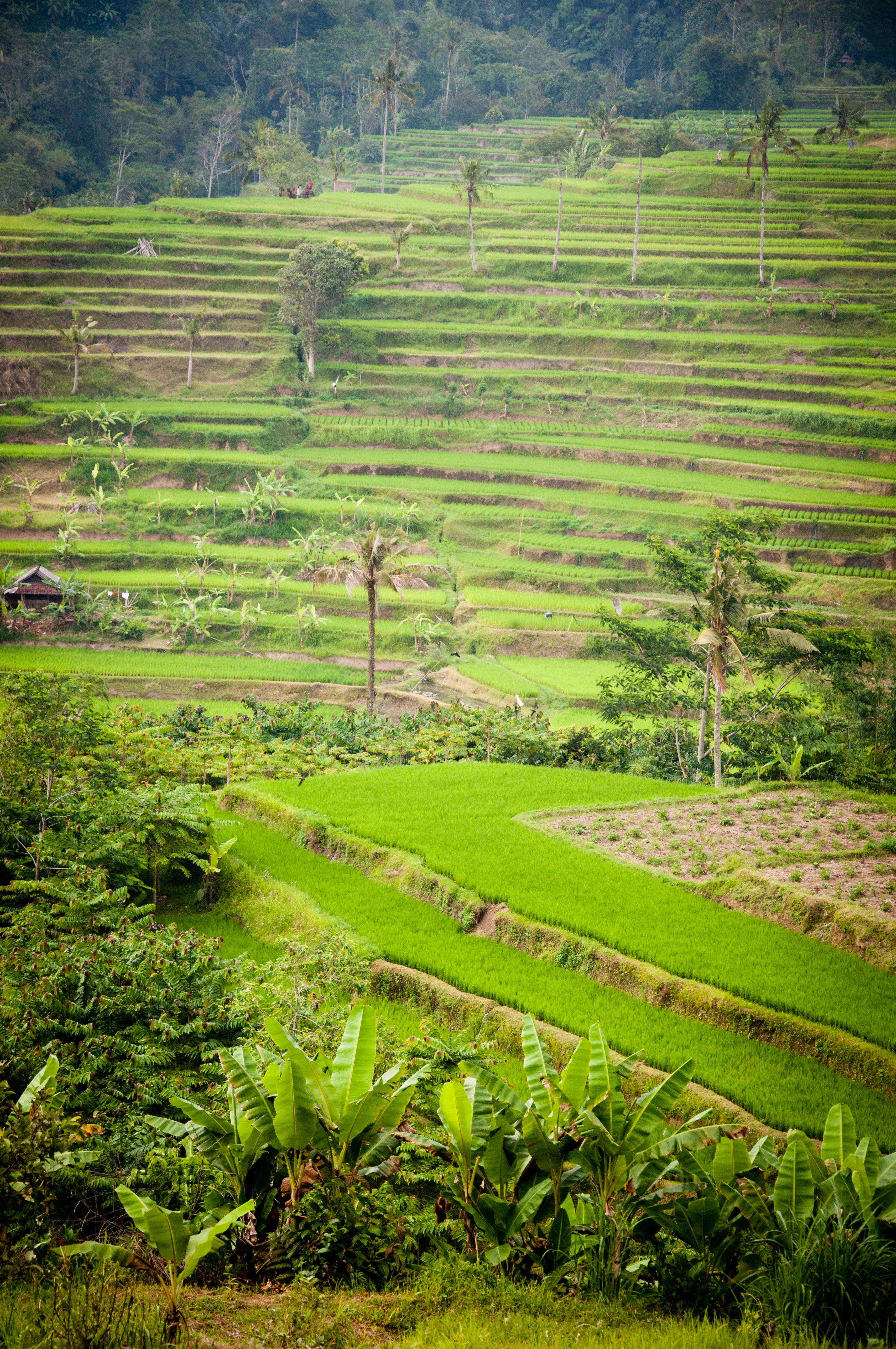 Green terraced rice field photo