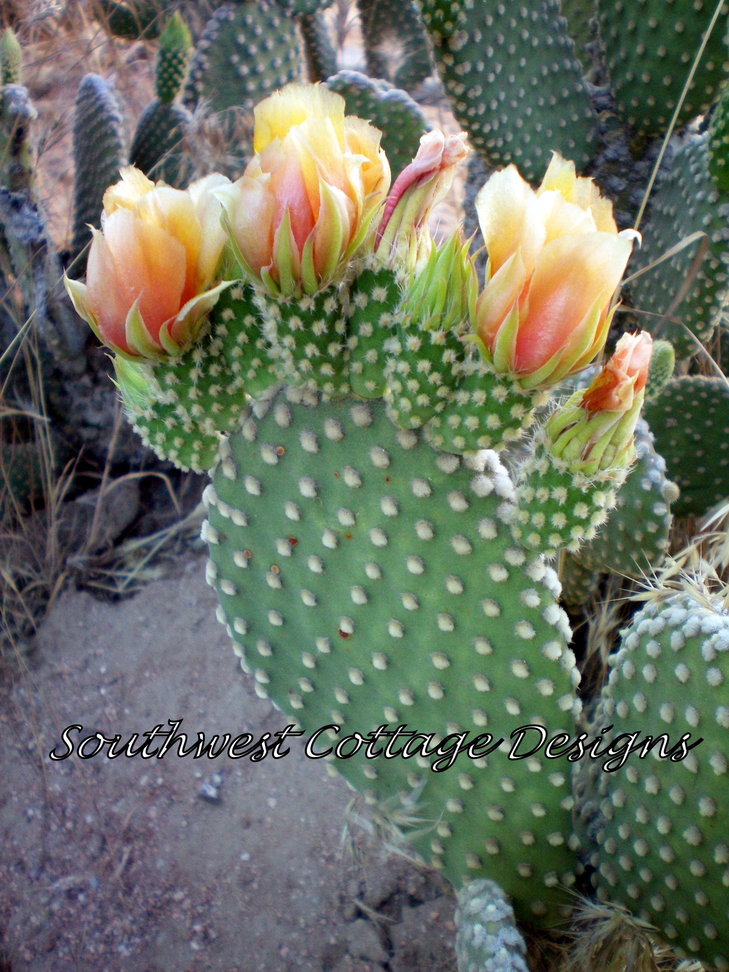 Thorny cactus pads, either green or purple, are flat vegetables ...