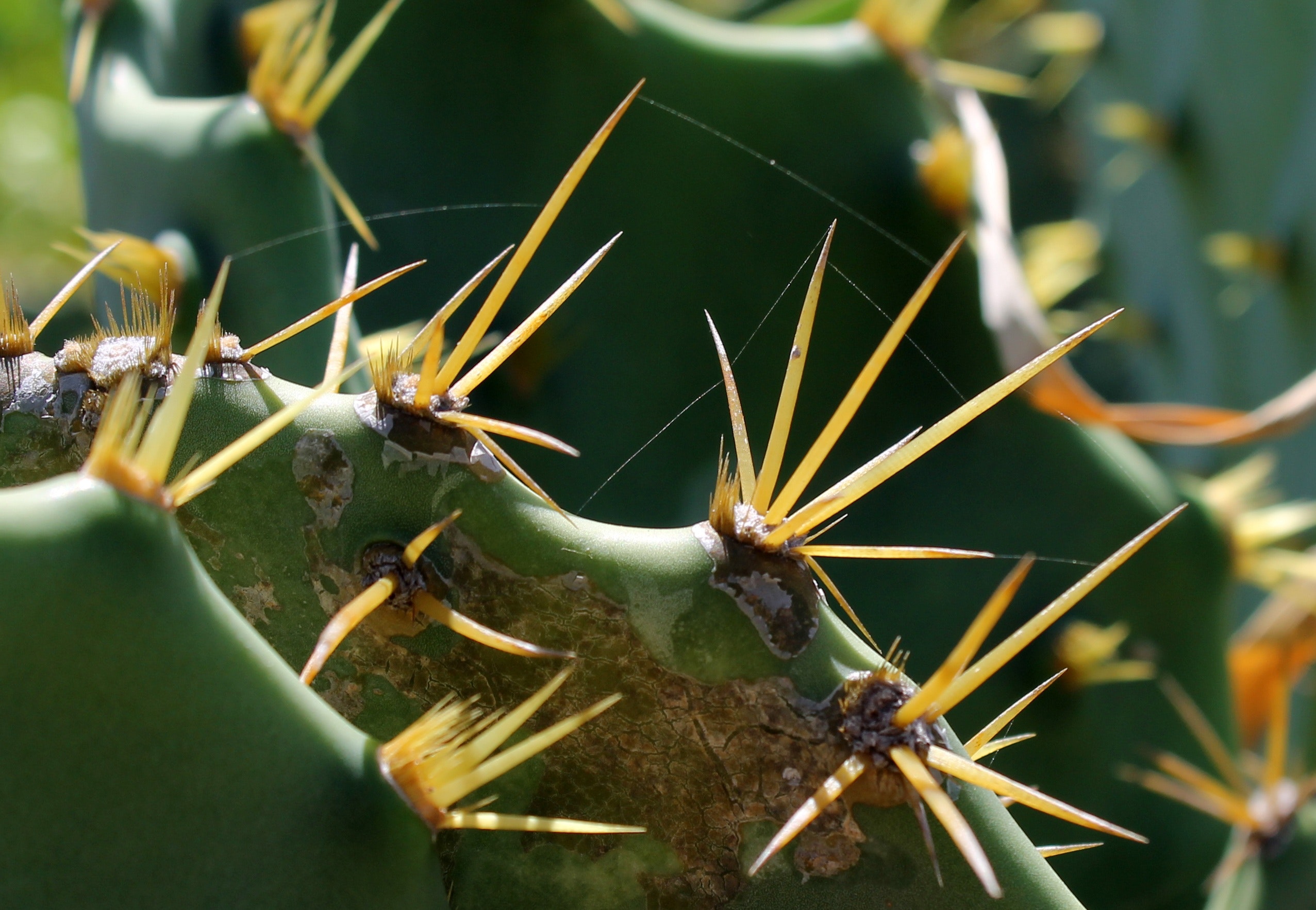 Free stock photo of cacti, cactus thorn, cactuses