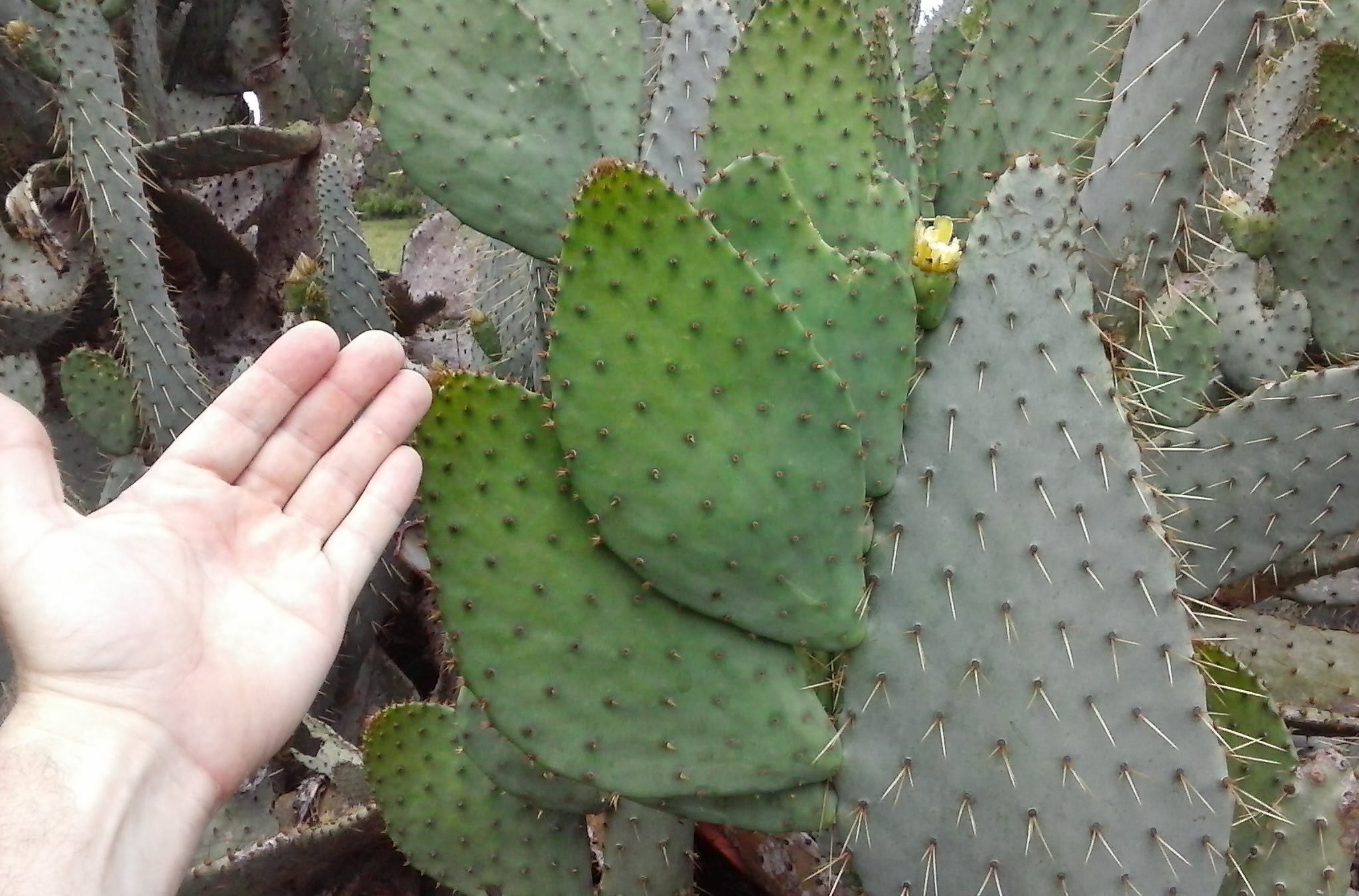 HUGE Prickly Pear Cow's Tongue Cactus - YouTube