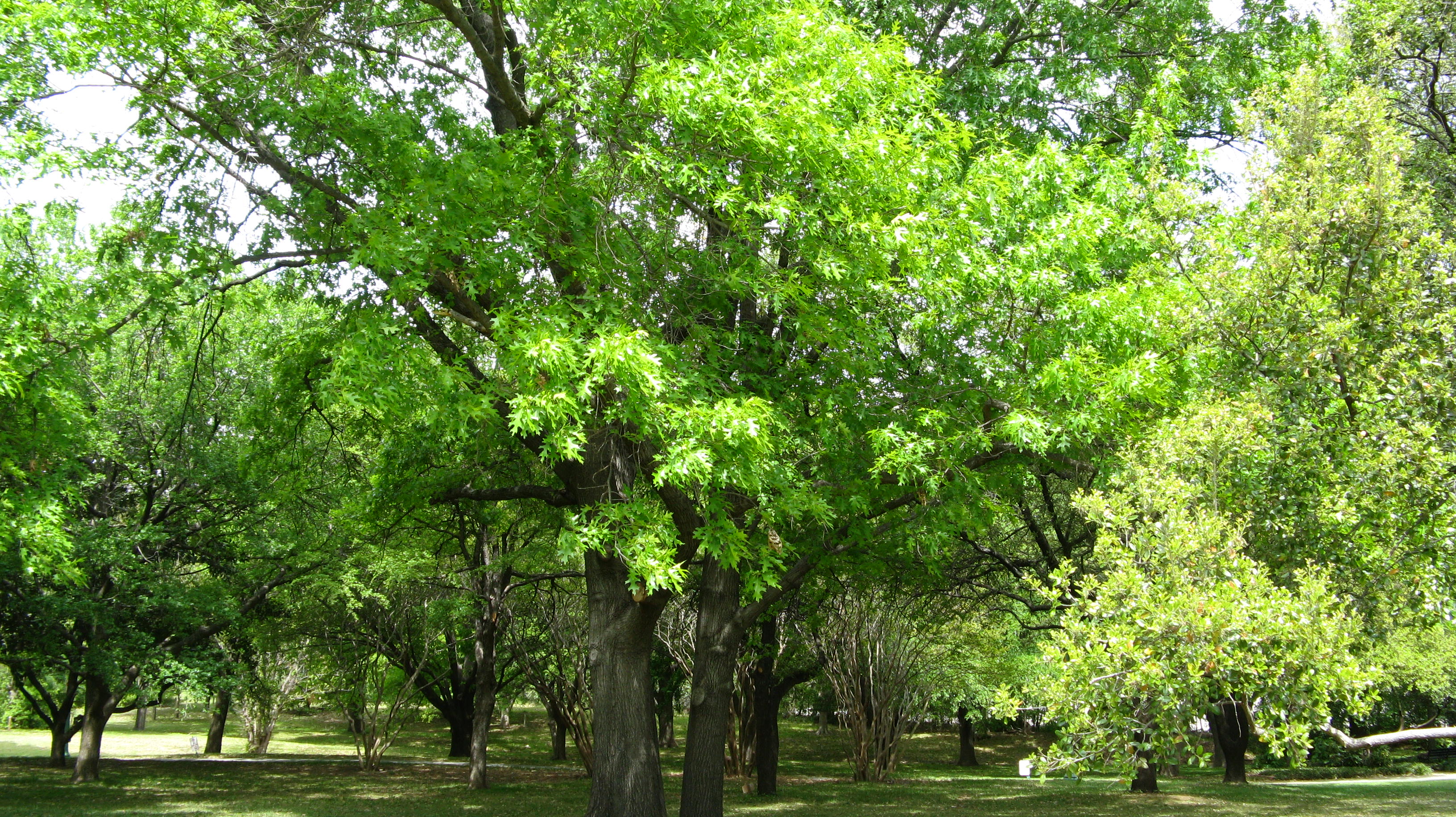 Green tree photo