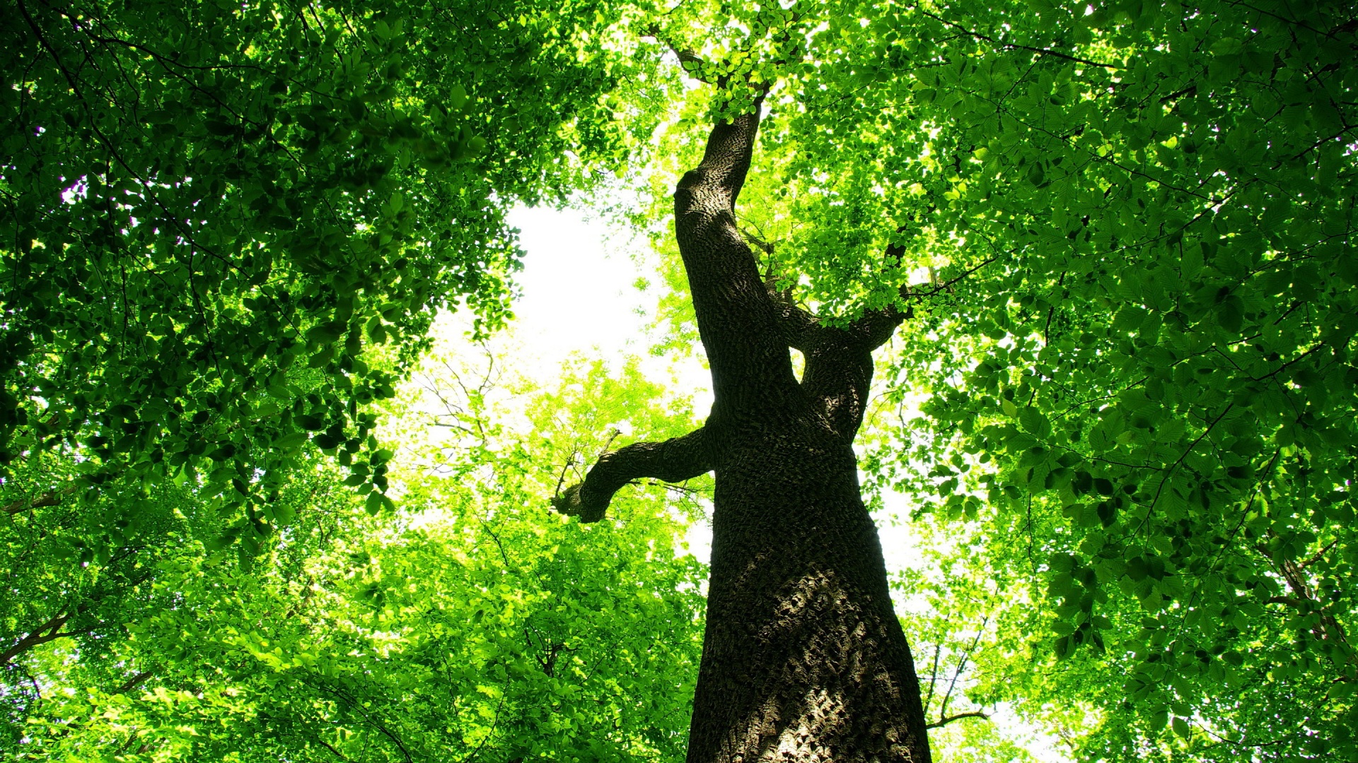 Free photo: Green Tree - Green, Leaf, Leaves - Free Download - Jooinn