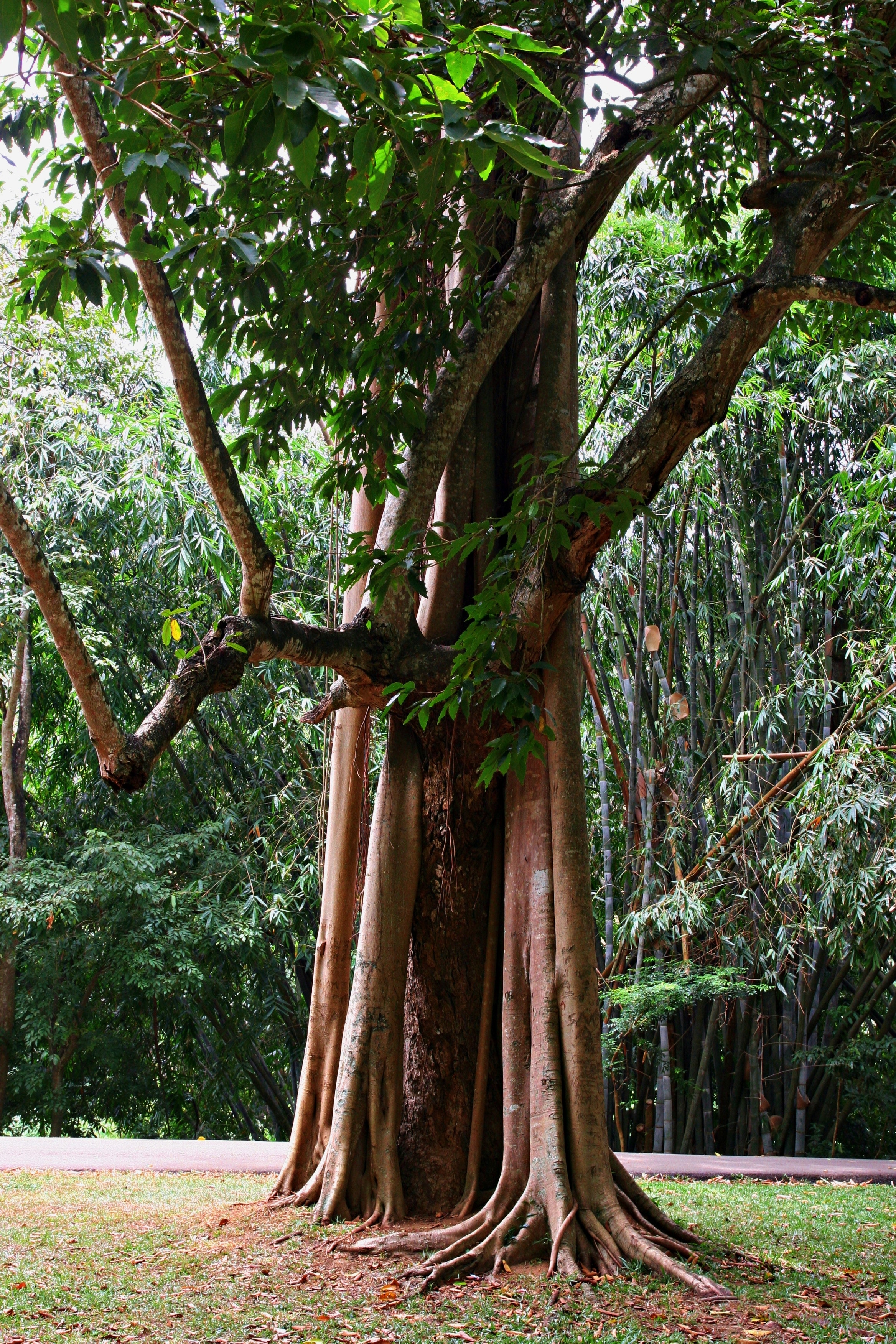 Green Tree, Bamboo, Park, Tropical, Trees, HQ Photo