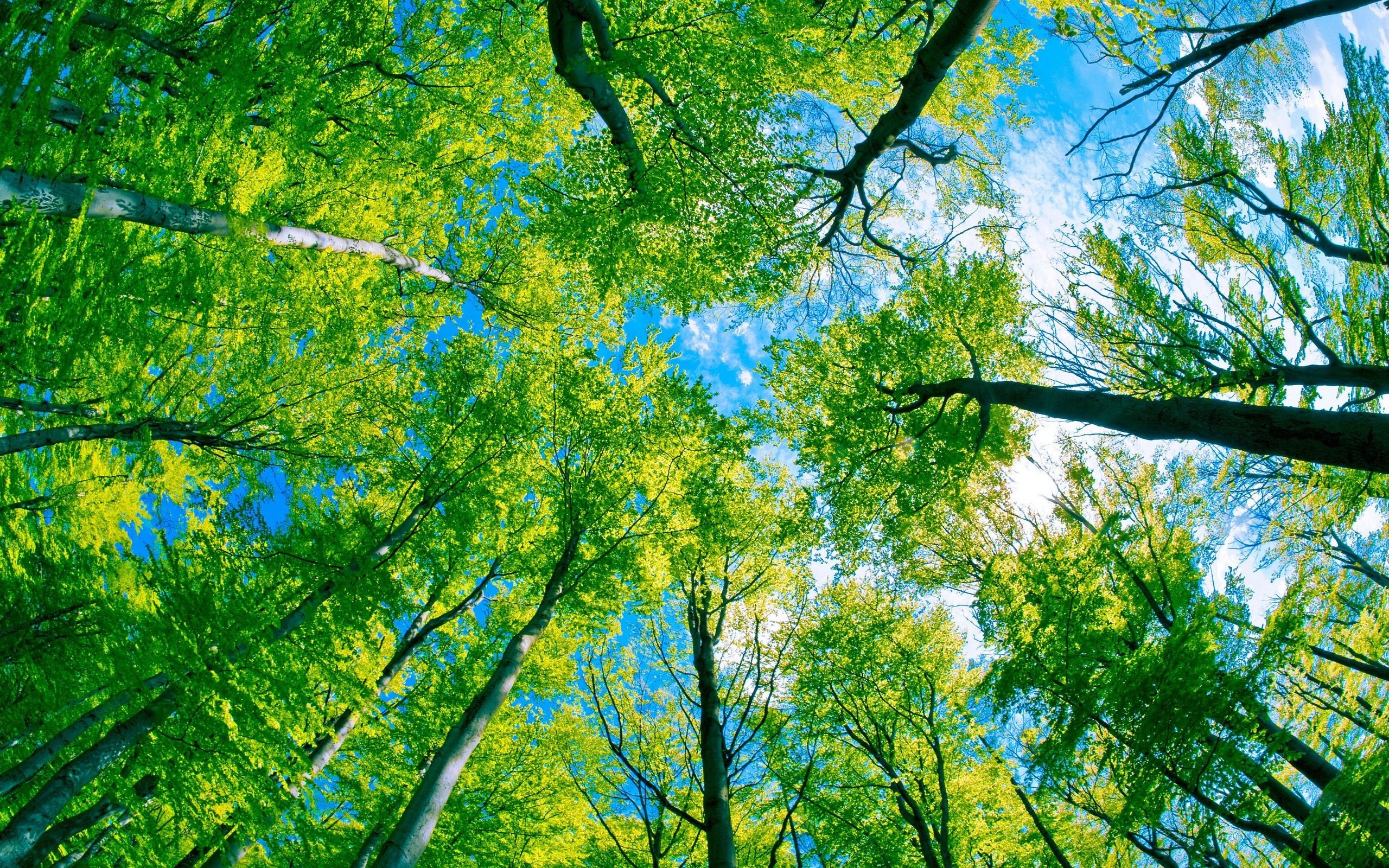 Green Forest Tree And Pure Blue Sky wallpaper | nature and landscape ...