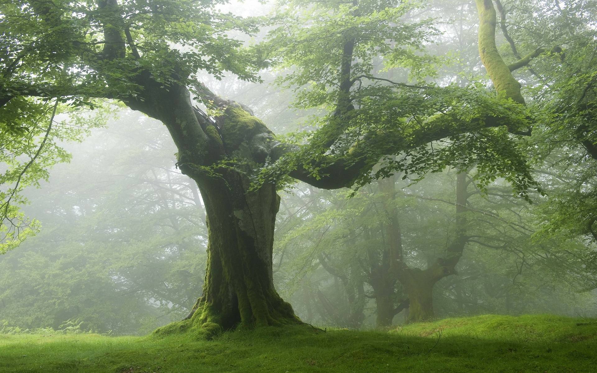 Old tree green forest - Nature Wallpaper