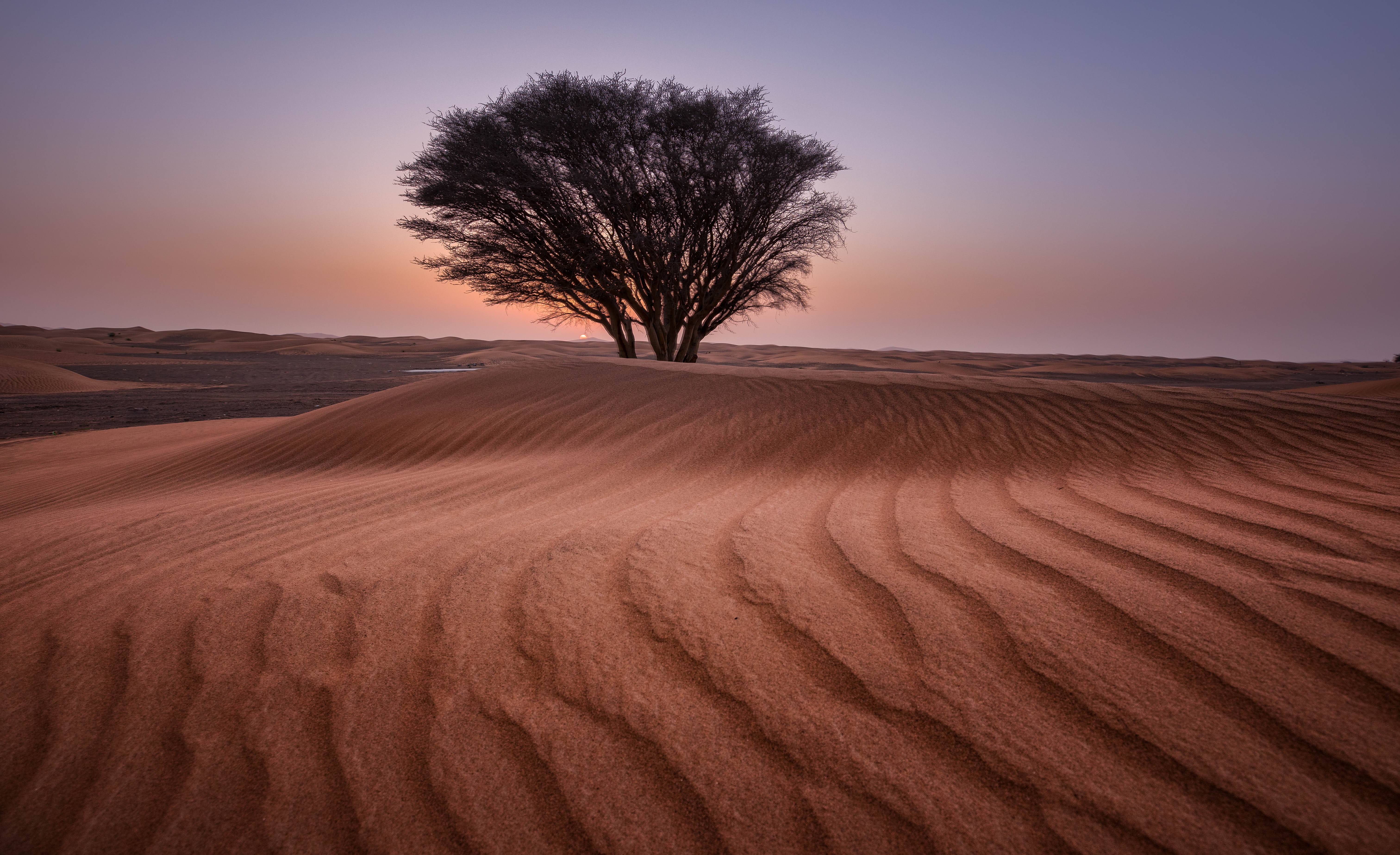 Green tree in the middle of desert photo