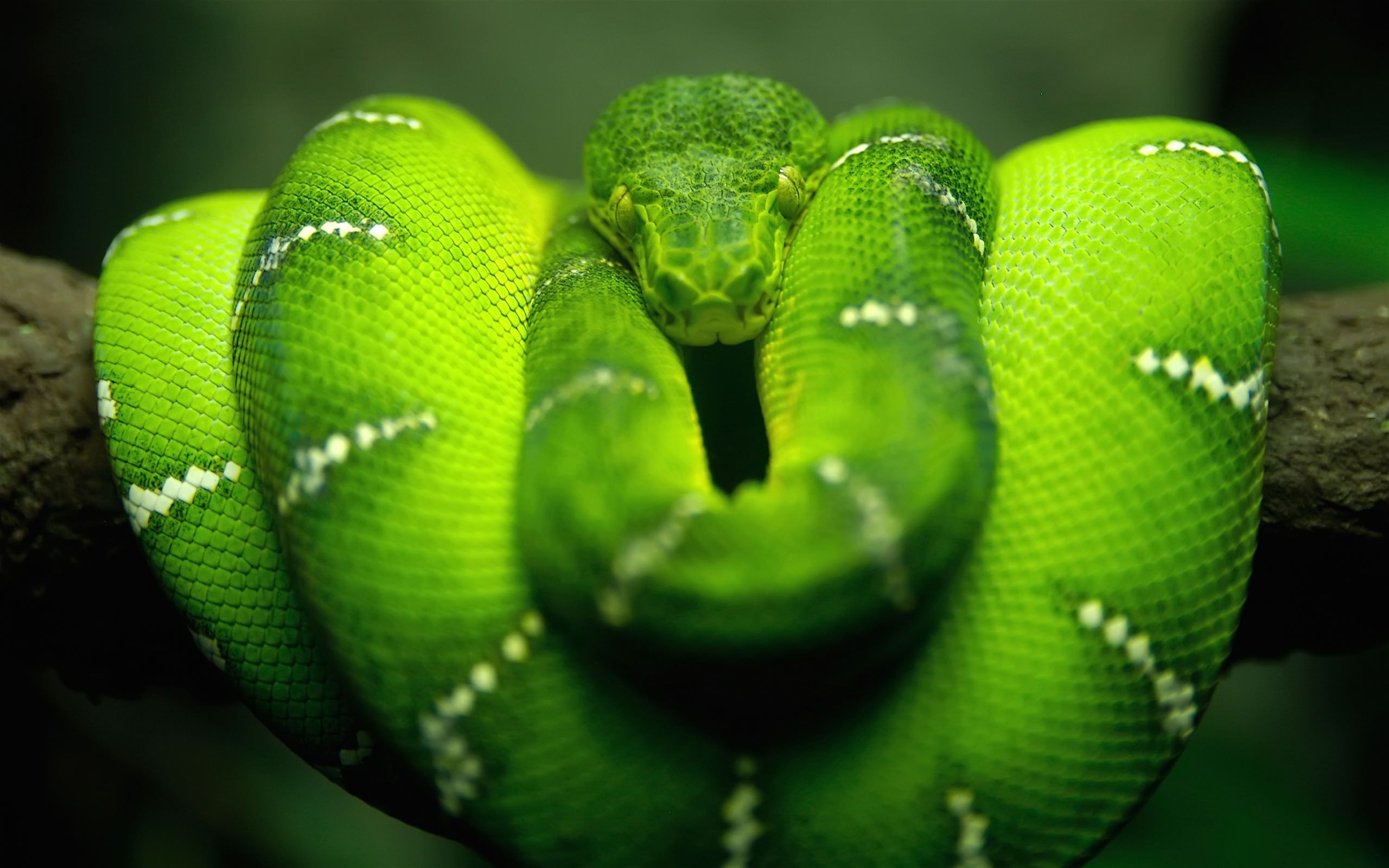 Green tree python photo