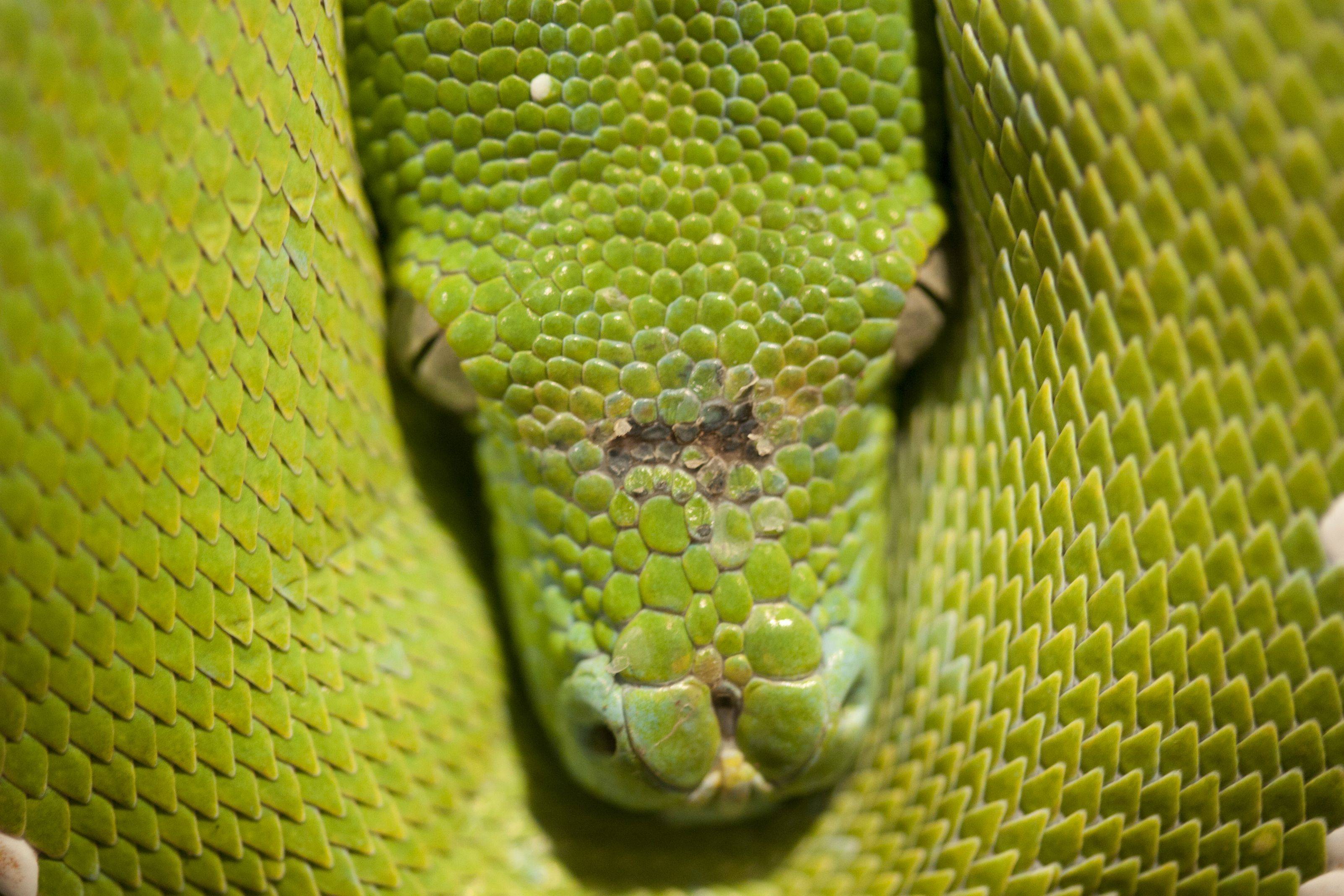 Green Tree Python Injury - Reptile Forums