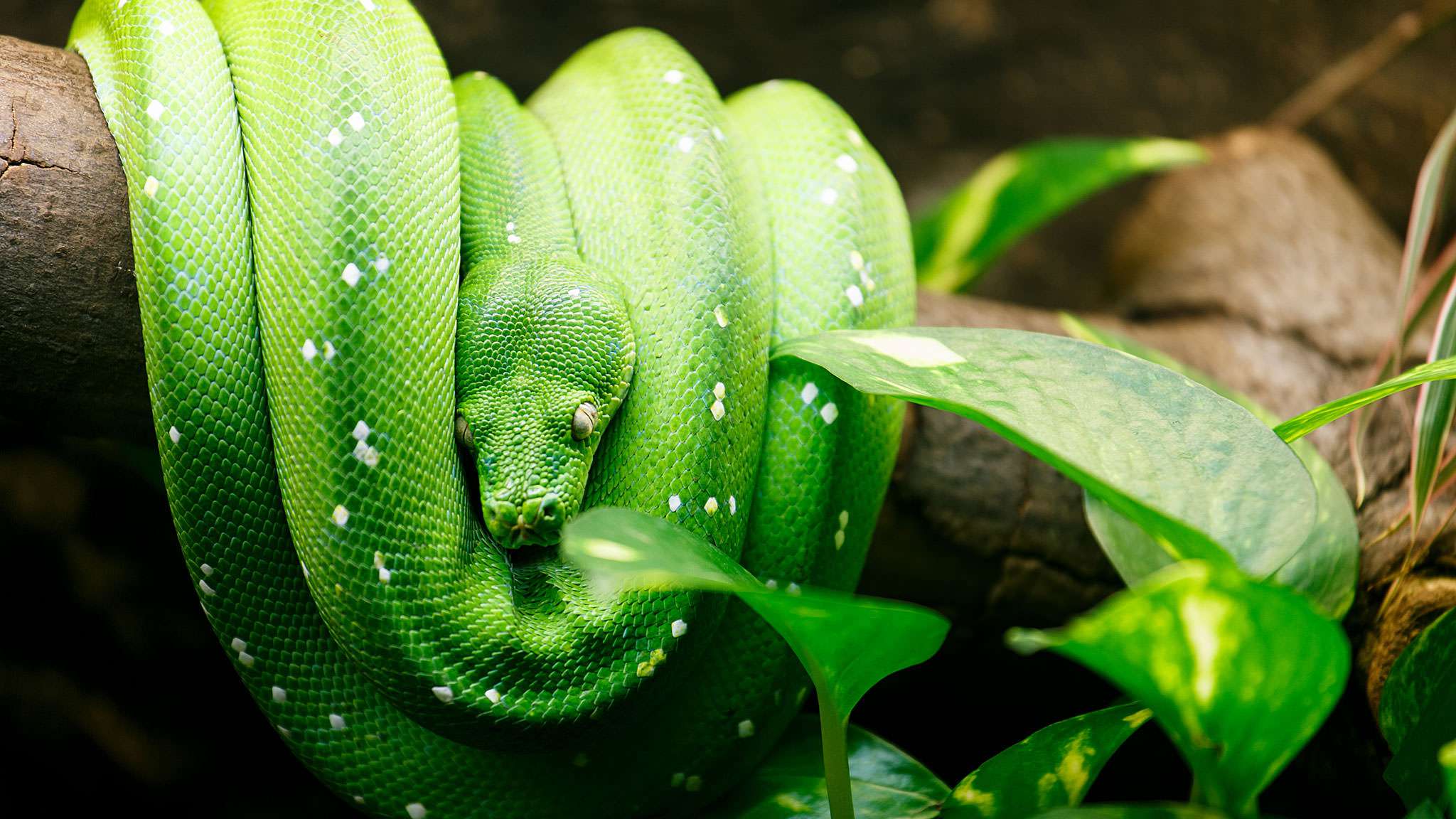 Green Tree Python Habitat, Diet & Reproduction - Sydney