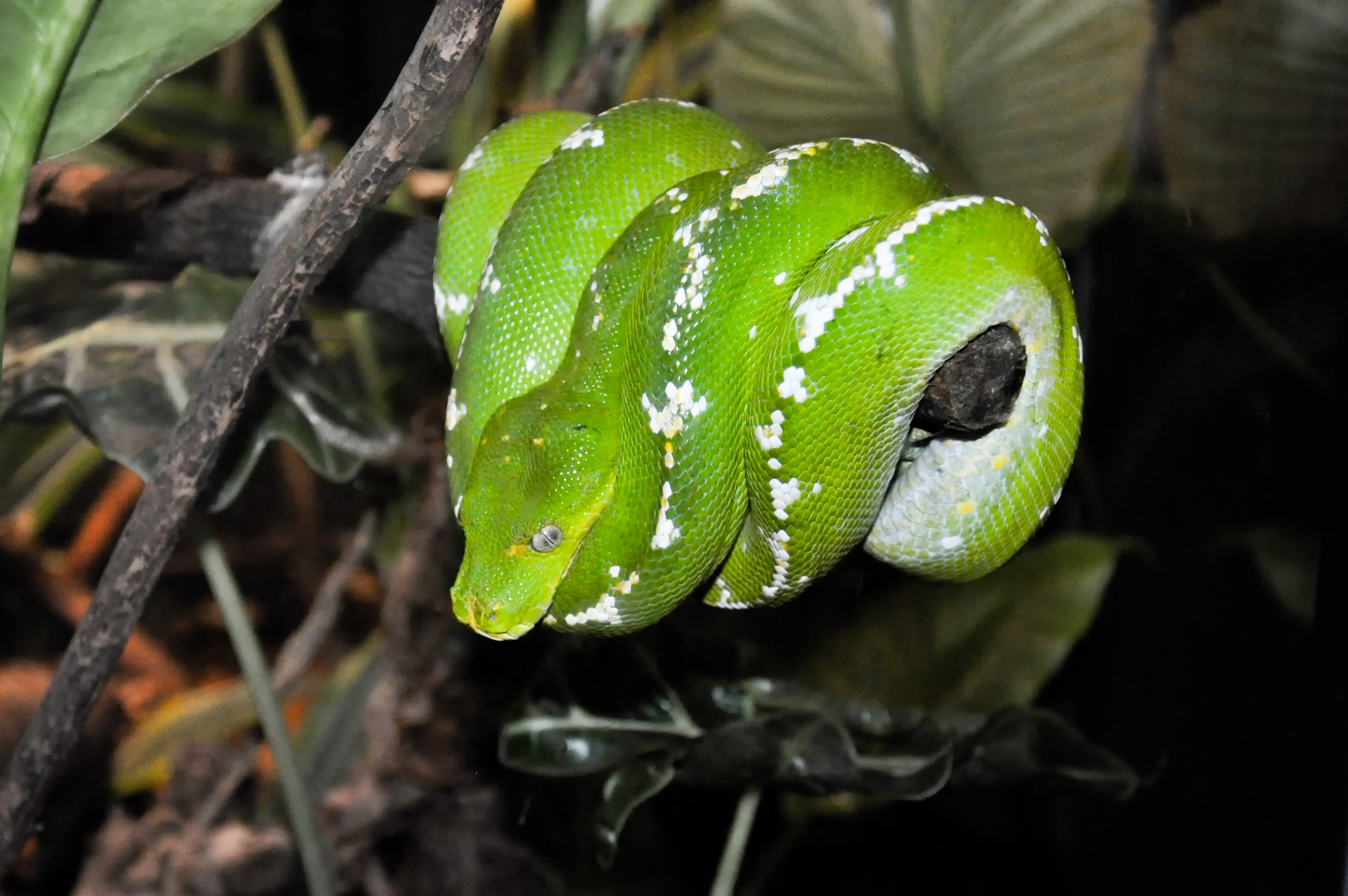 File:Green Tree Python Coiled Around a Branch.jpg - Wikimedia Commons
