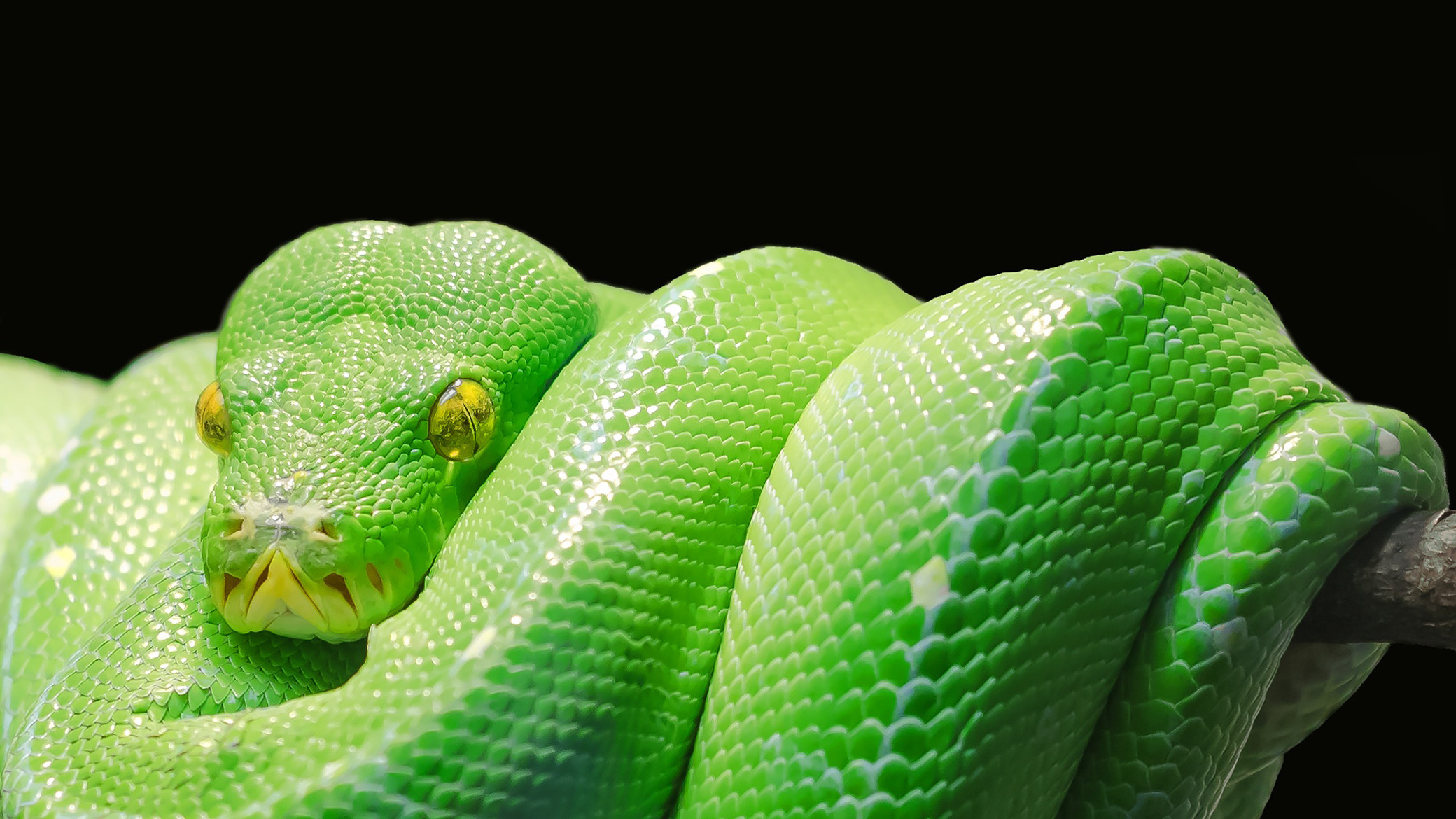 Wallpaper Green tree python, Snake, Dark background, HD, Animals, #2718
