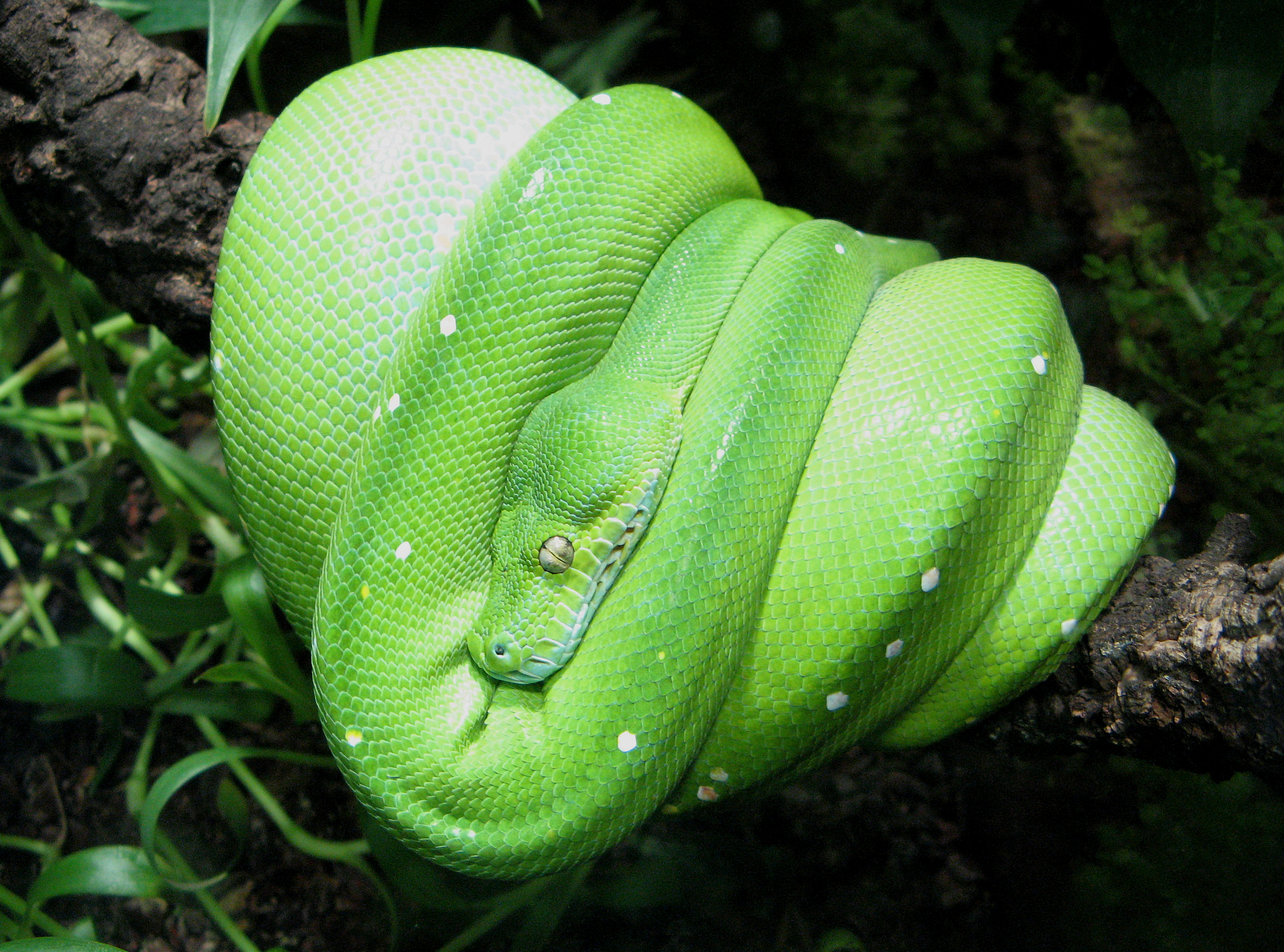 Green Tree Python Care & Natural History