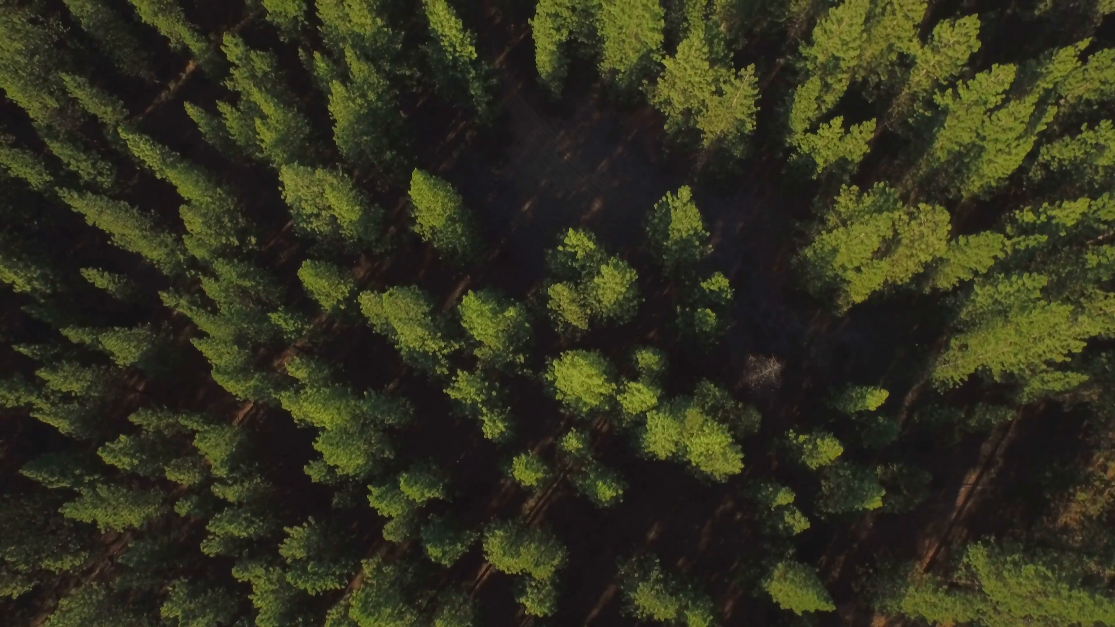 Drone shot of green tree tops in Oregon forest 2 Stock Video Footage ...