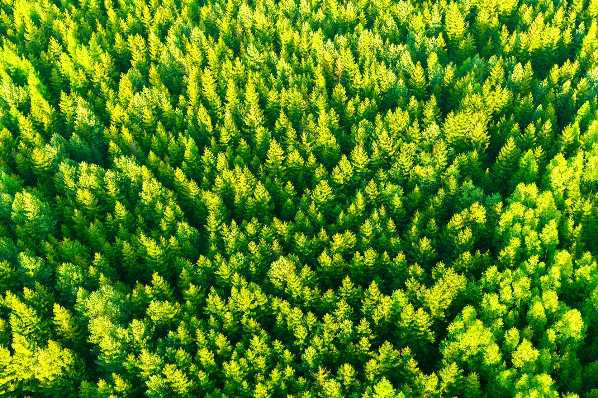 Aerial Tree Tops Free Stock Photo - Public Domain Pictures