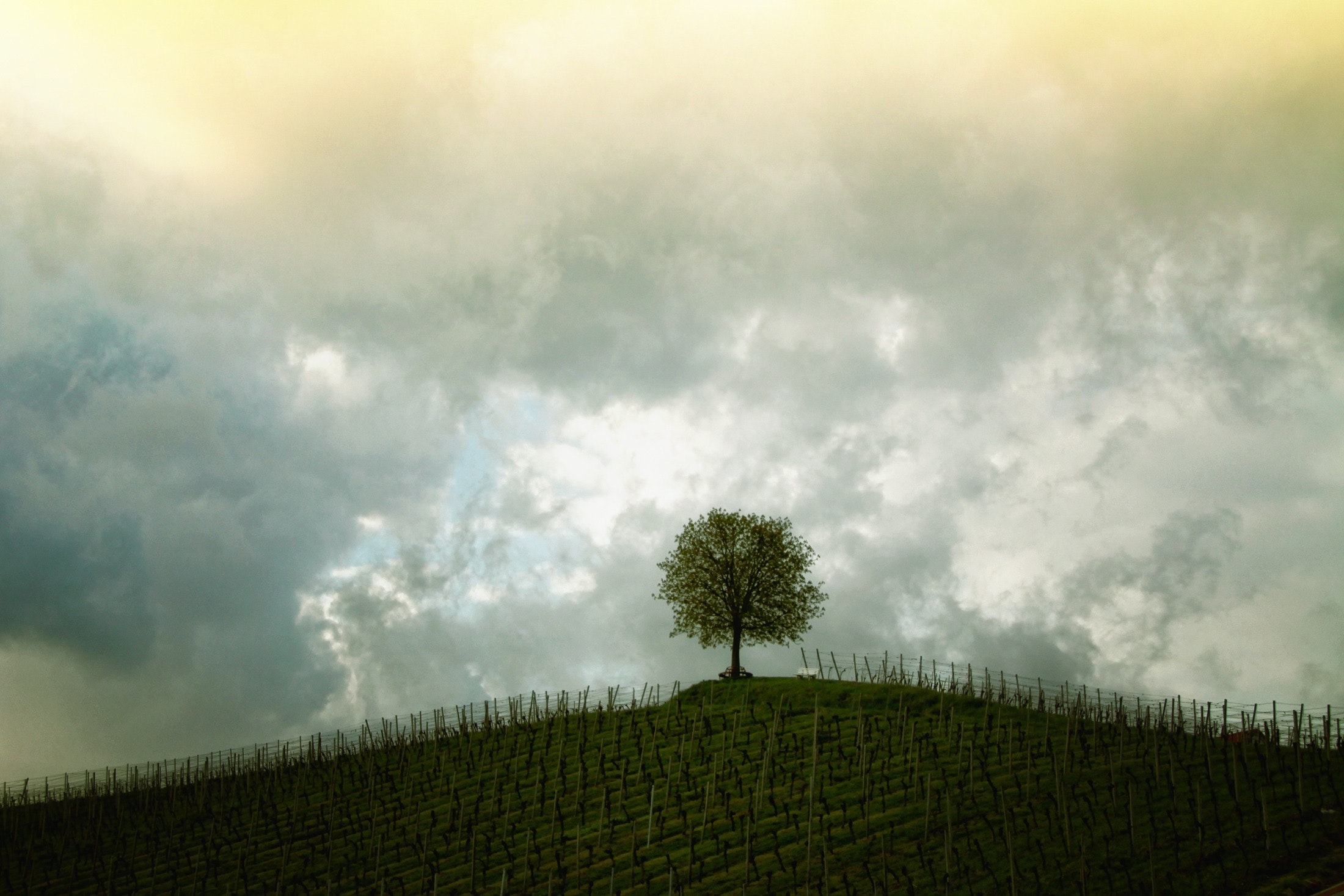 Green tree under the grey and yellow sky photo