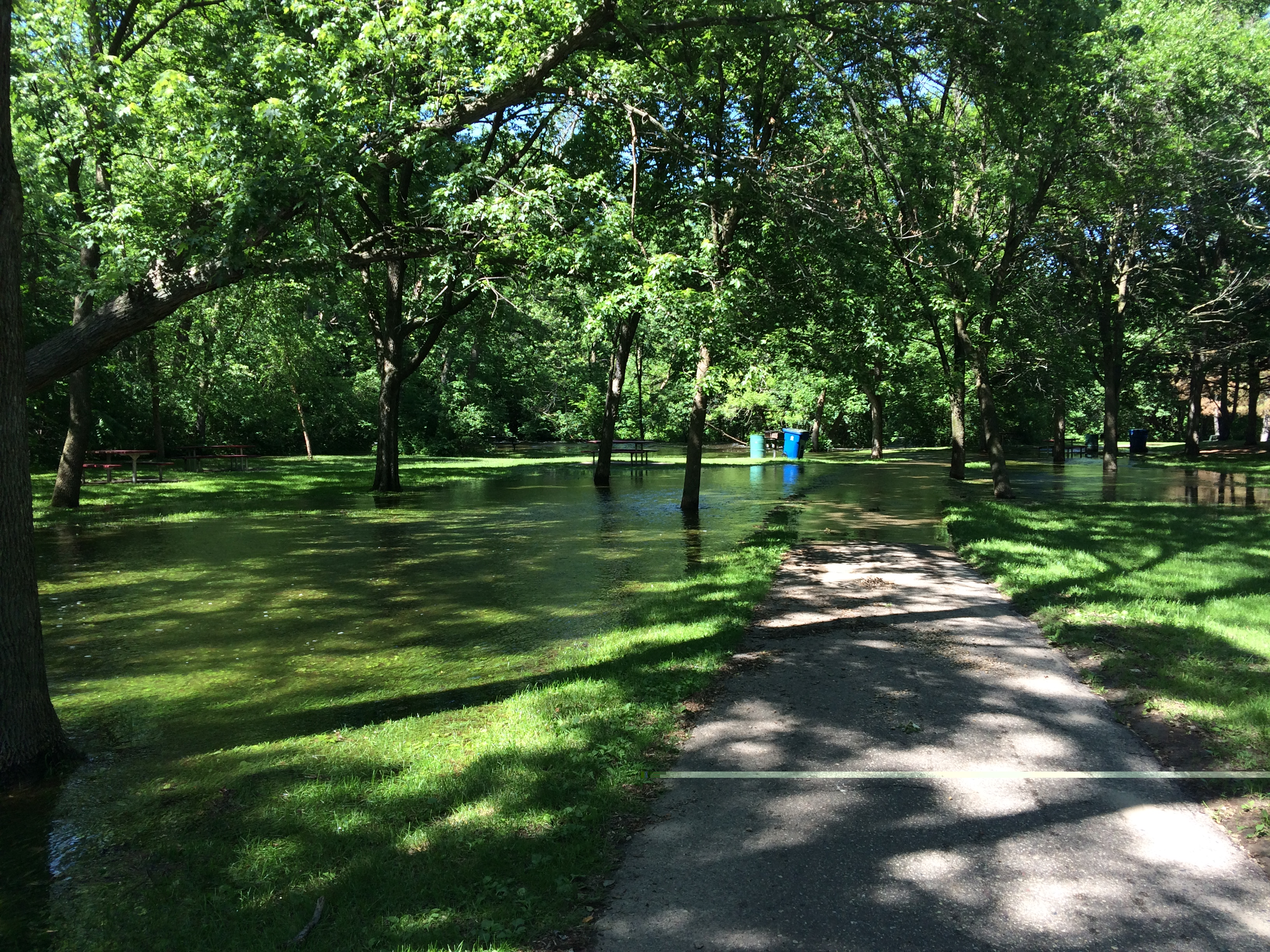 Trees That Can Tolerate Standing Water | DeepRoot Blog