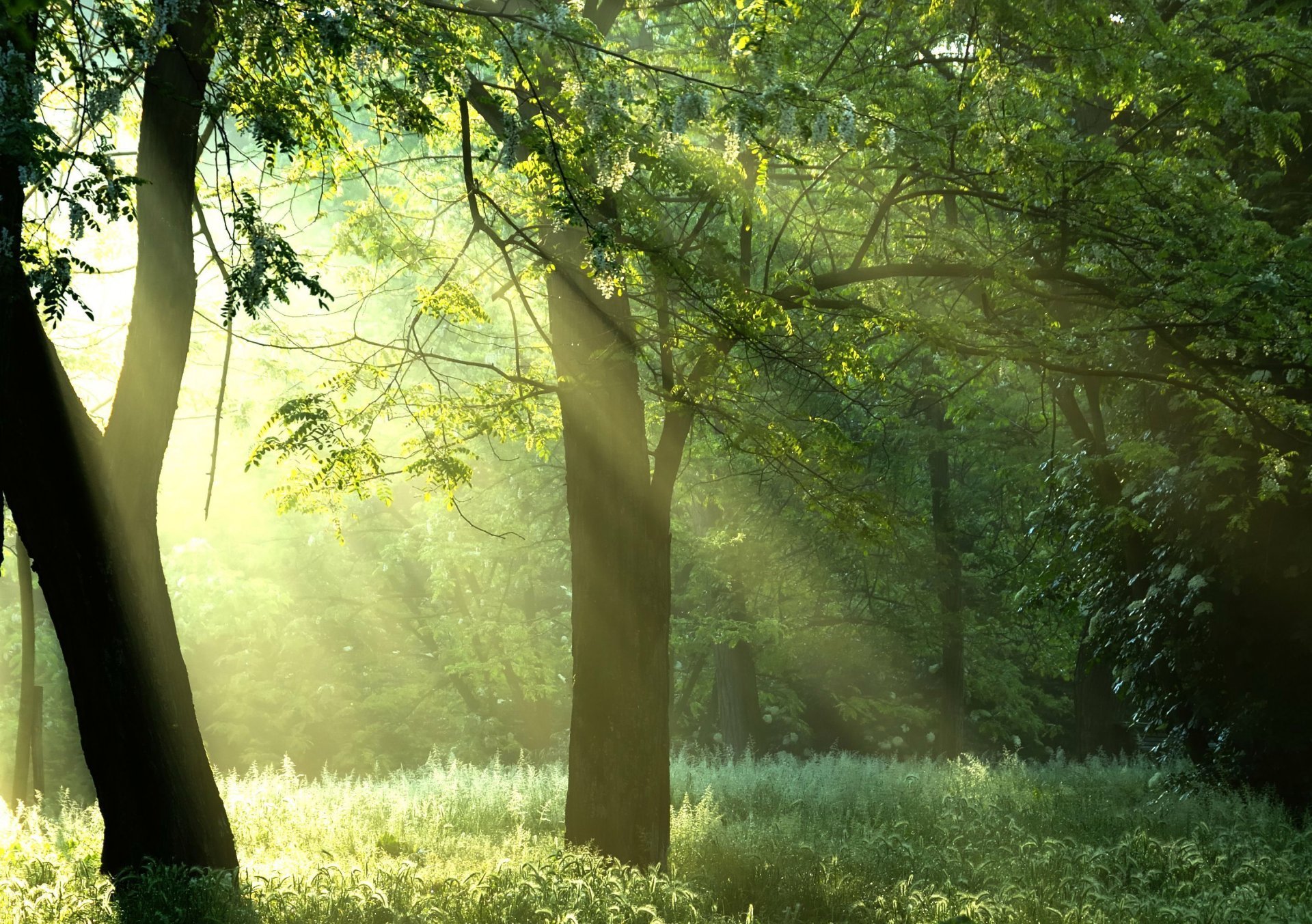 green-trees-sunshine-forest-forest-tree-rays-sun-nature – kimcampion.com