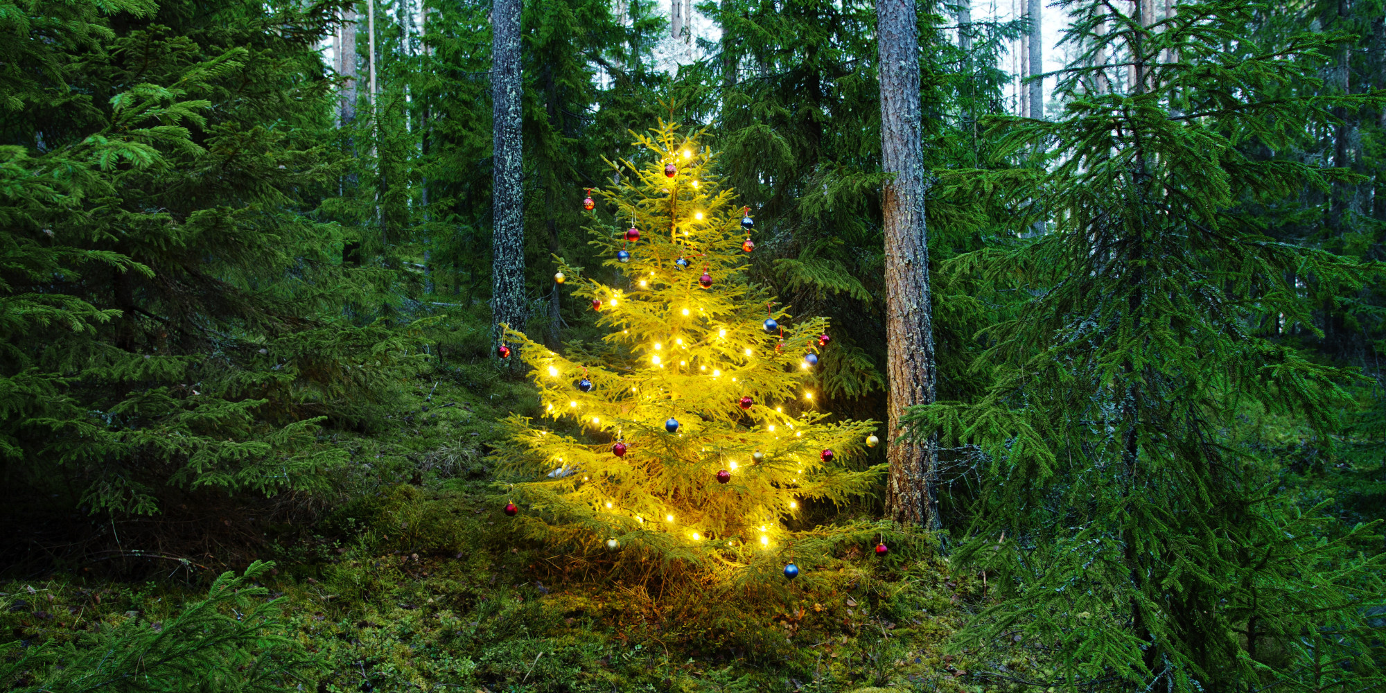 How Green Is Your Tree? Sustainable Holiday Tips | HuffPost