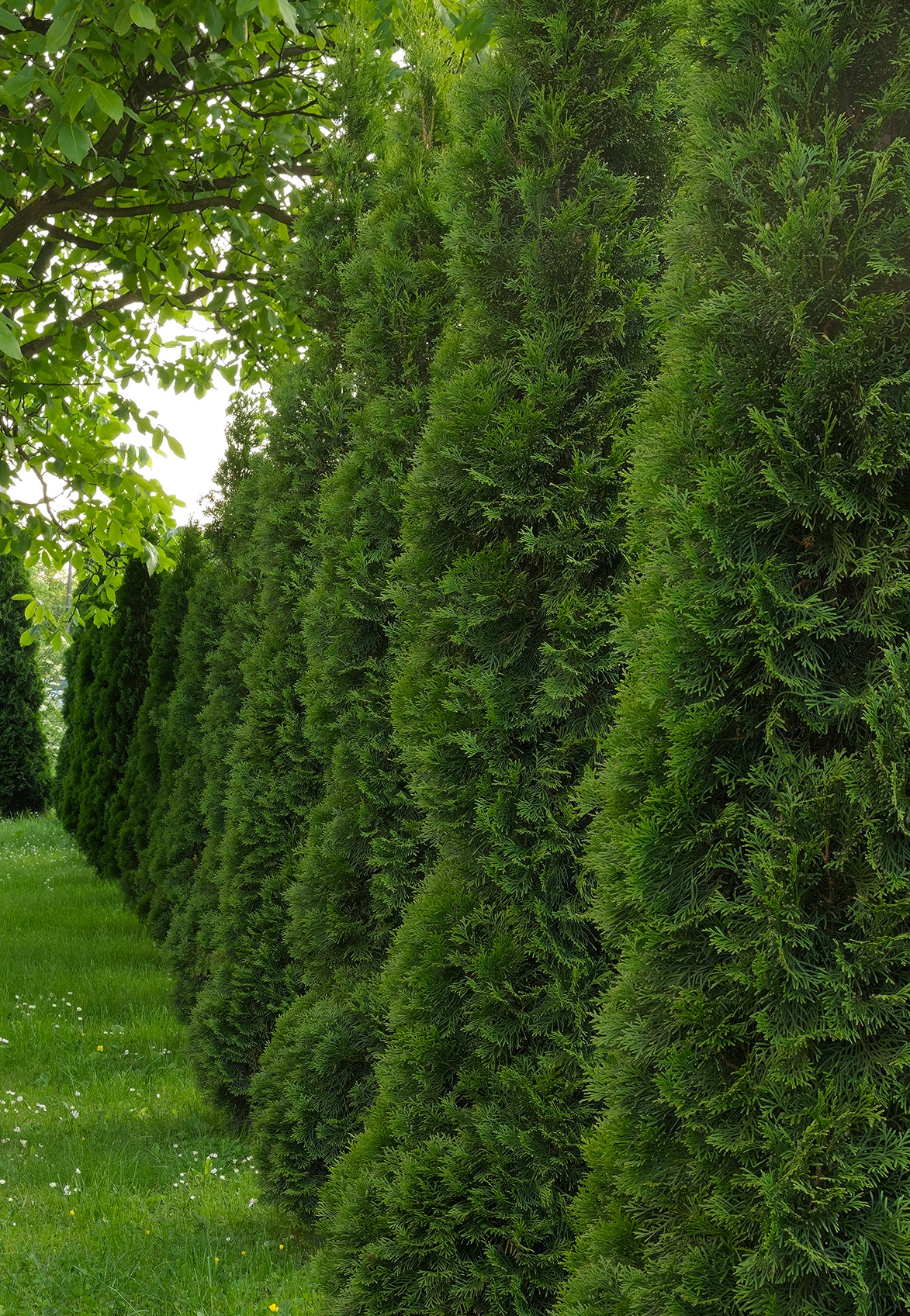 Thuja Green Giants: The Facts and More | Fast-growing-Trees.com