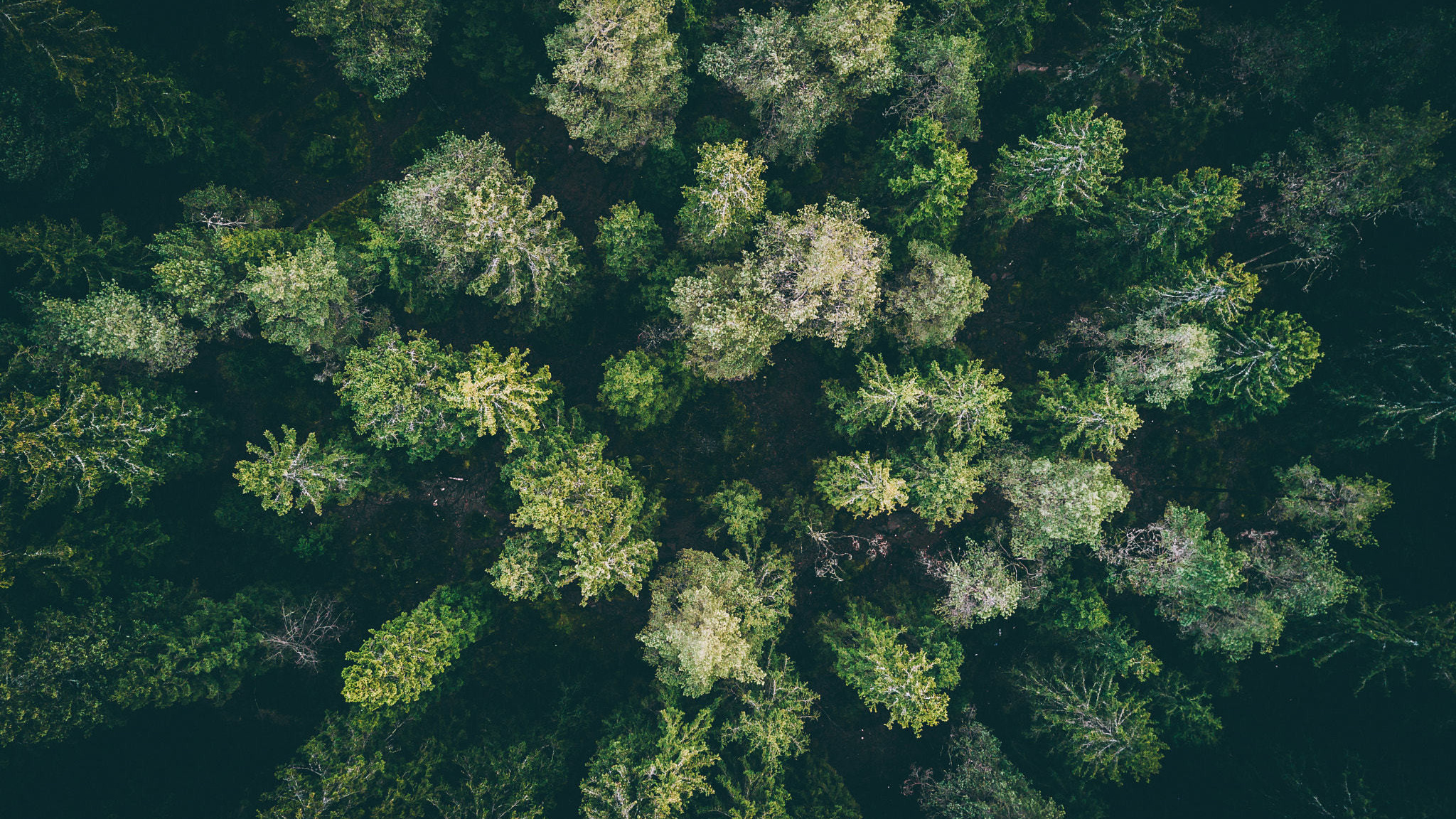 Download 2048x1152 Wallpaper Forest, Green Trees, Aerial View, Dual ...