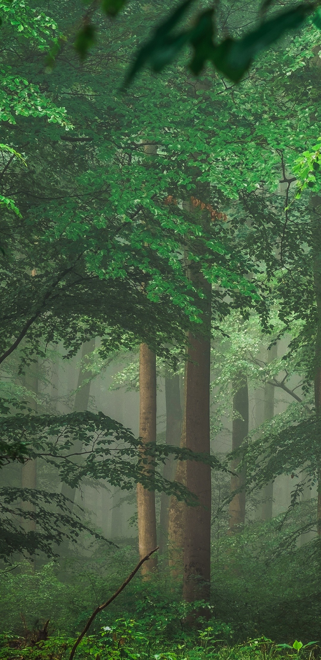 Green Trees - [1080x2220]