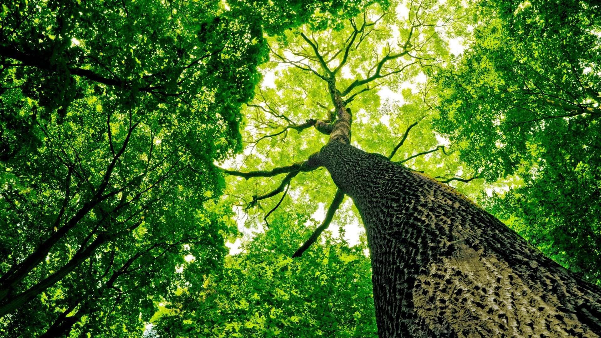 green, Trees, Branch, Leaves, Wood, Worms eye view HD Wallpapers ...