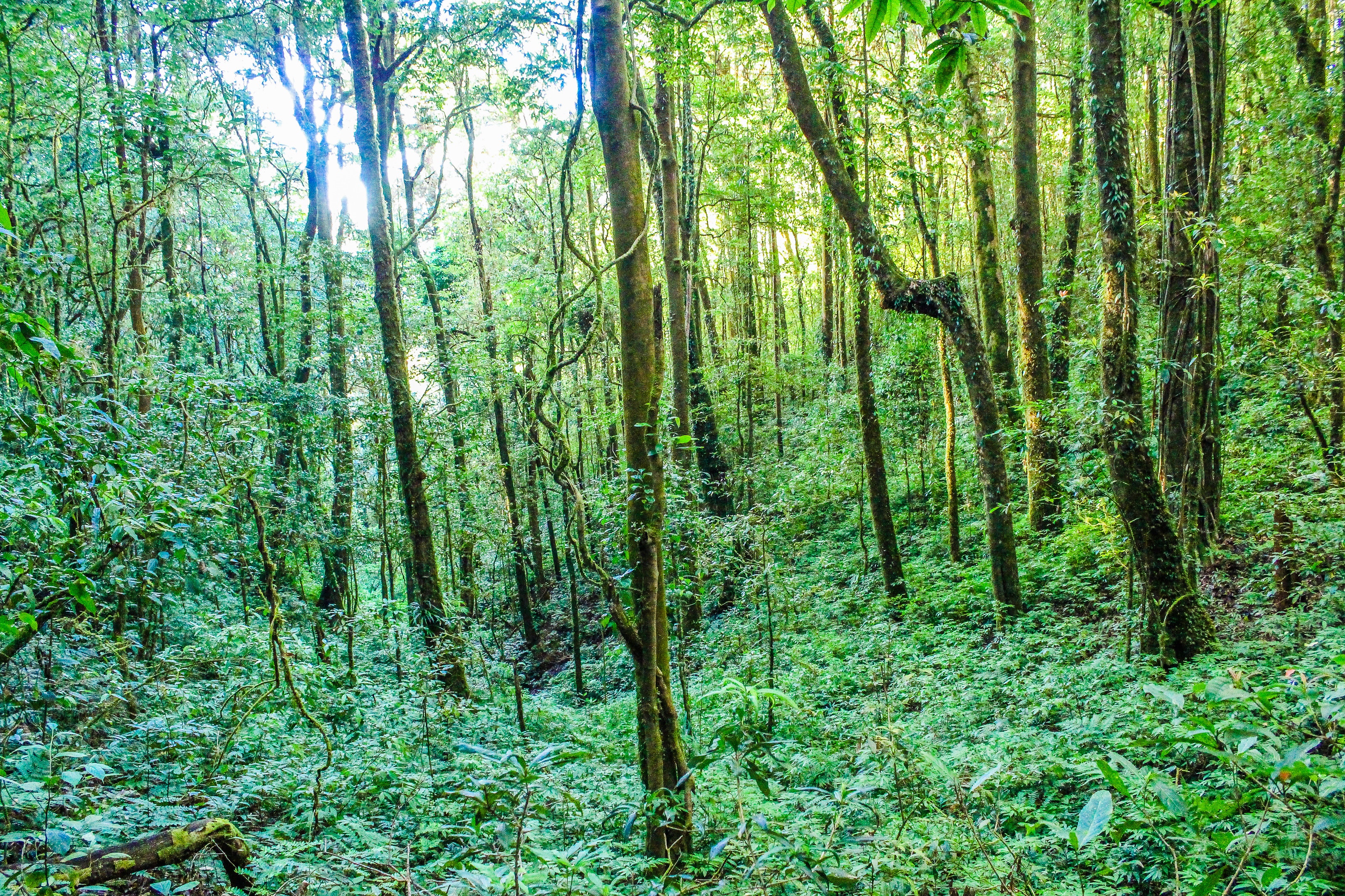 Хвойно широколиственные леса произрастают