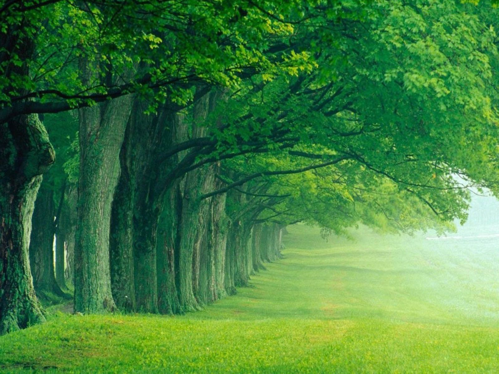 Trees inspire me a lot and with this picture i could do something ...