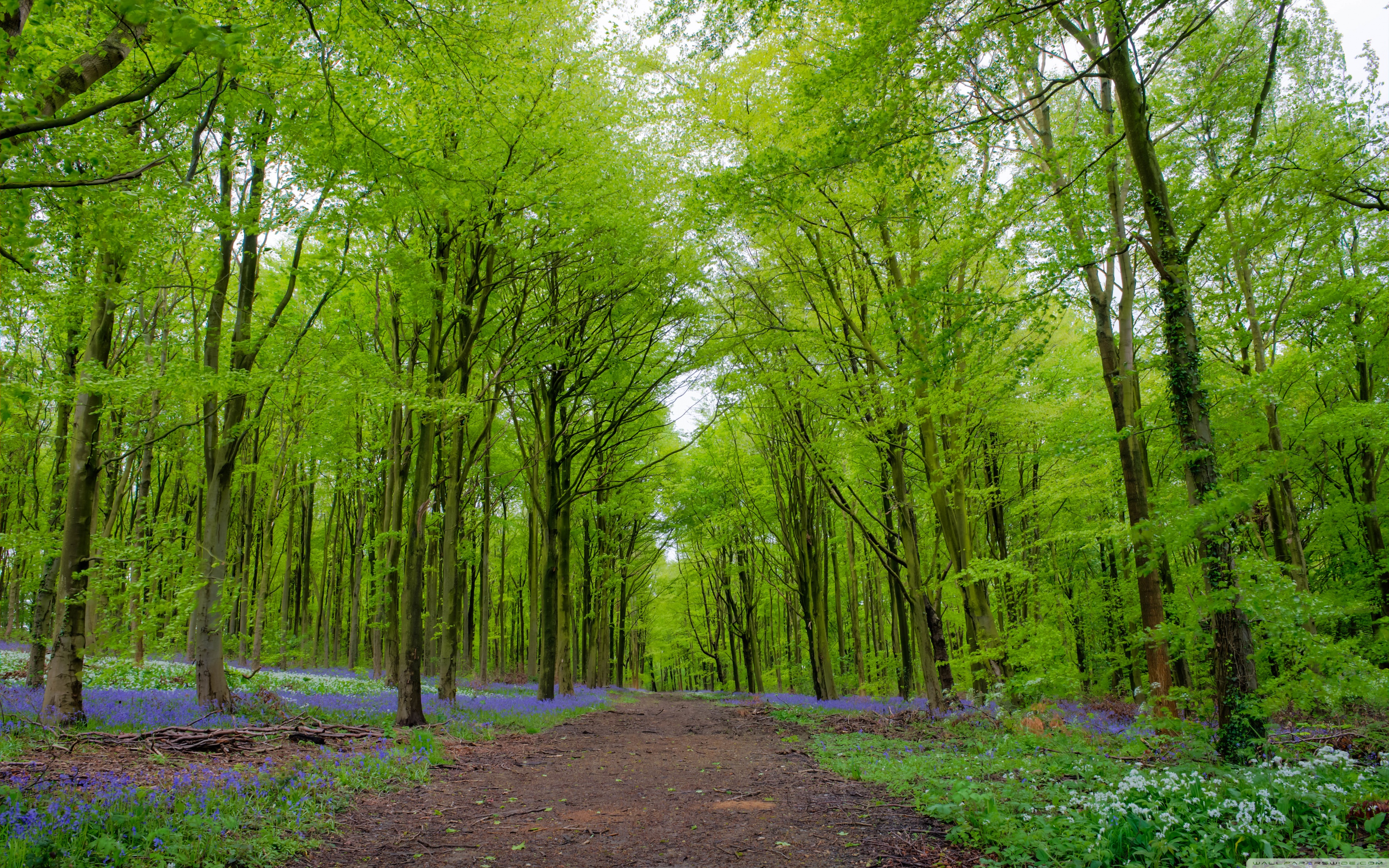 Forest, Green Trees, Spring ❤ 4K HD Desktop Wallpaper for 4K Ultra ...