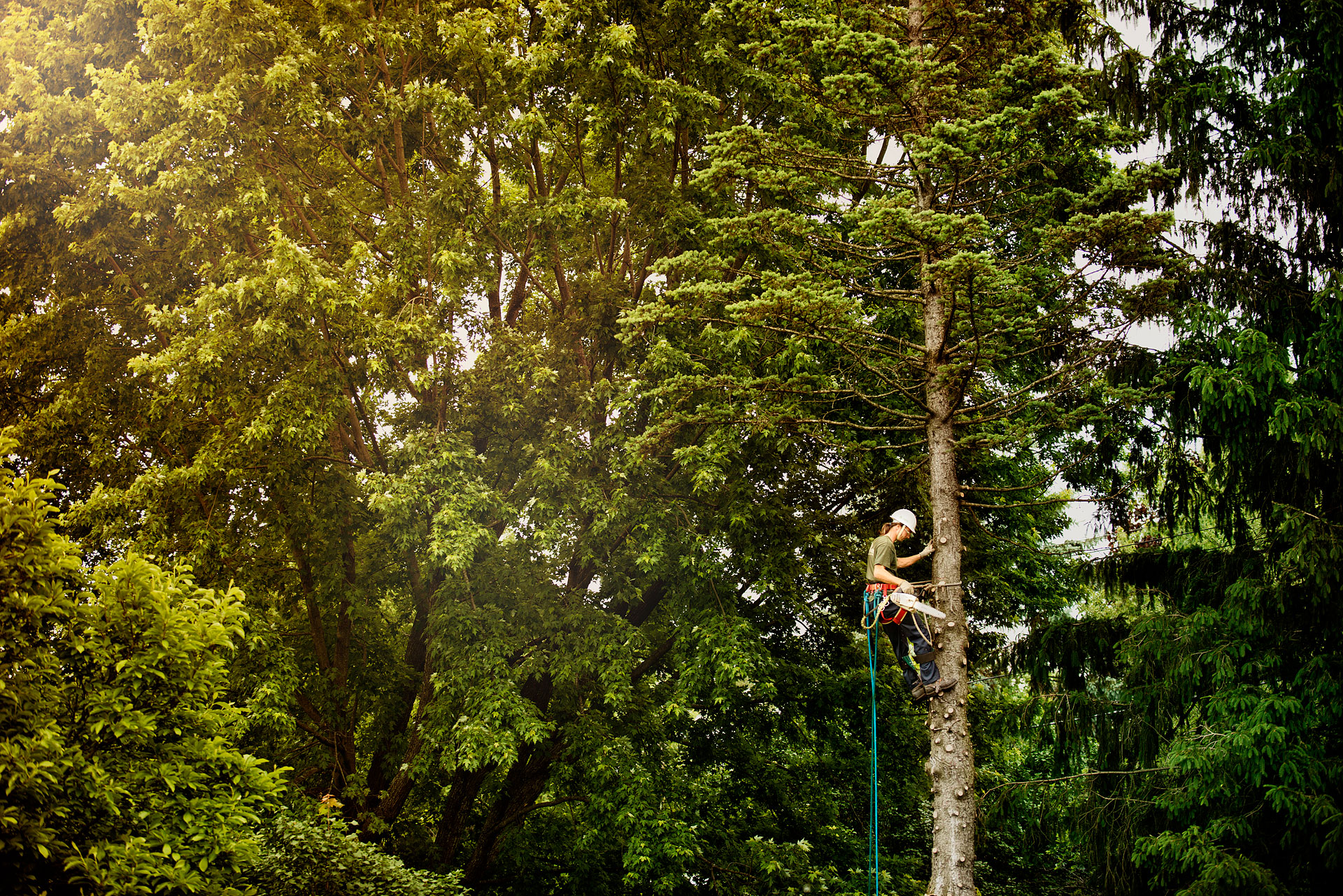 Green Trees Landscaping - Dziekonski Photography - Advertising ...