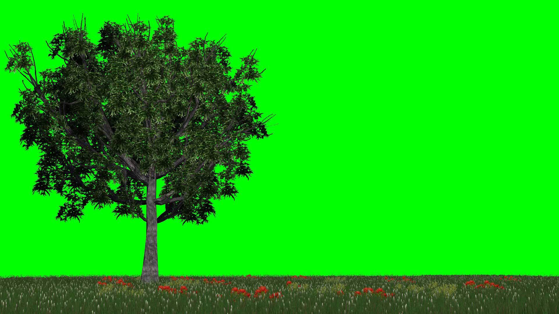 meadow with trees in the light wind - free green screen - YouTube