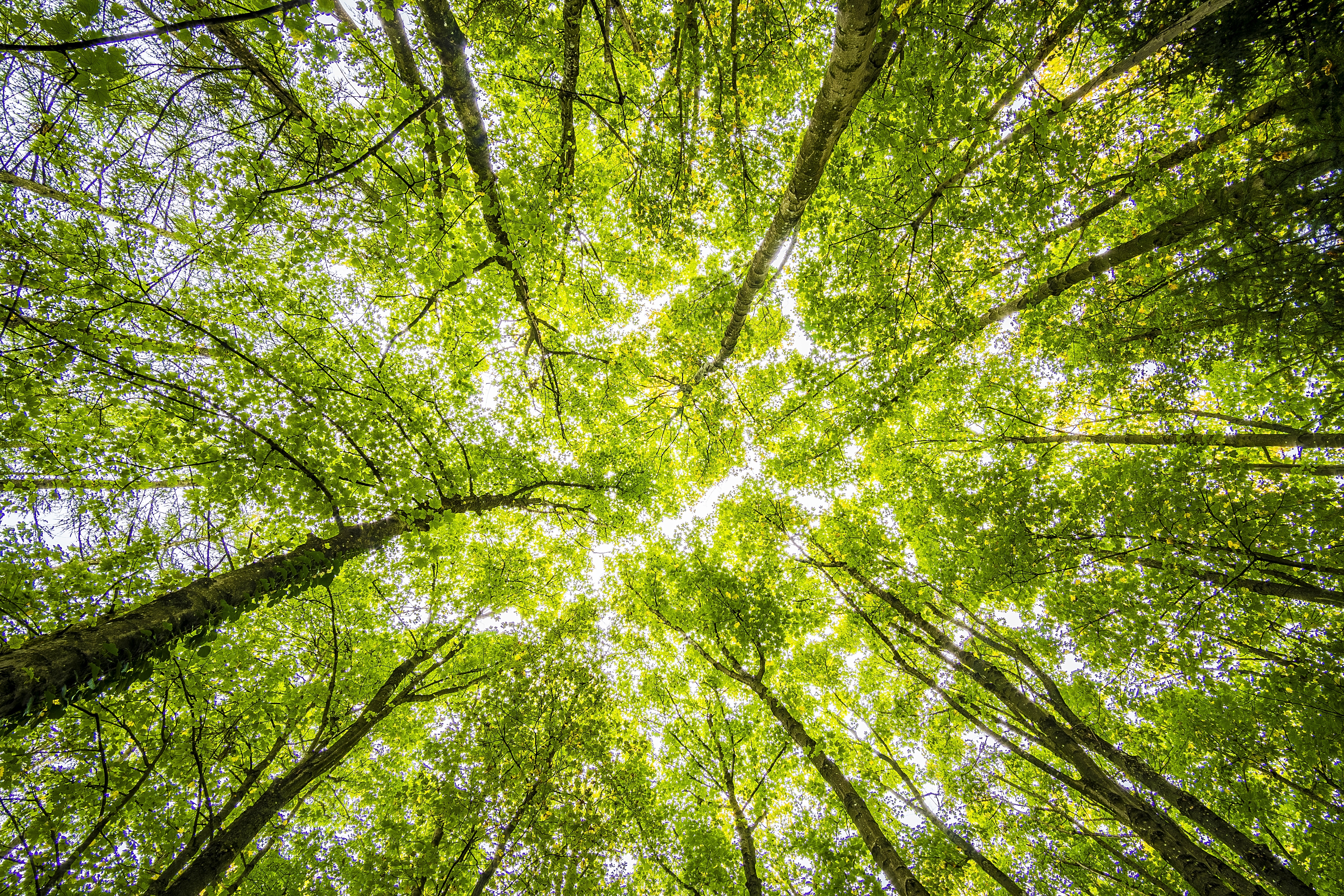 Worms Eyeview of Green Trees · Free Stock Photo