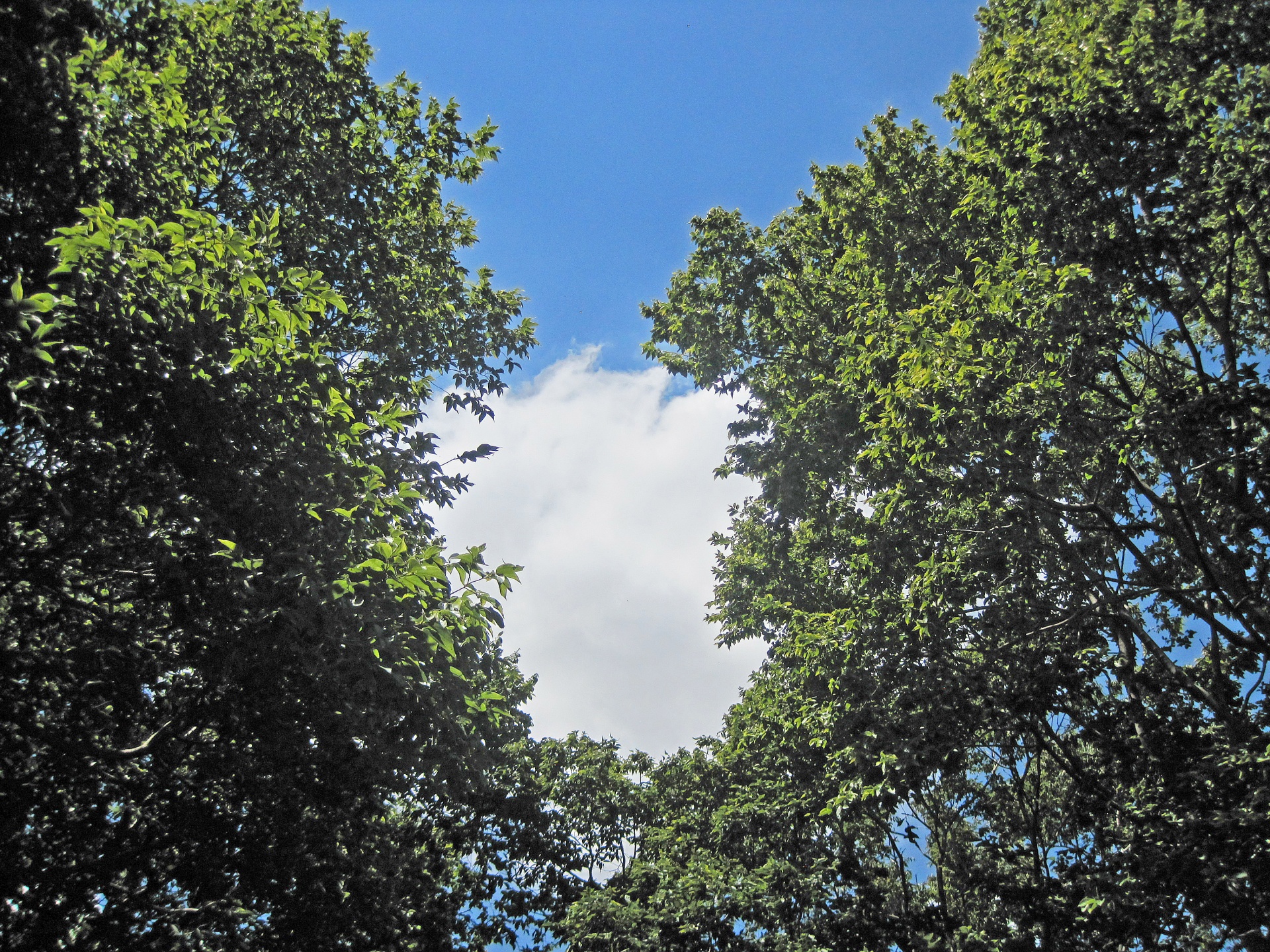 White Cloud Between Green Trees Free Stock Photo - Public Domain ...