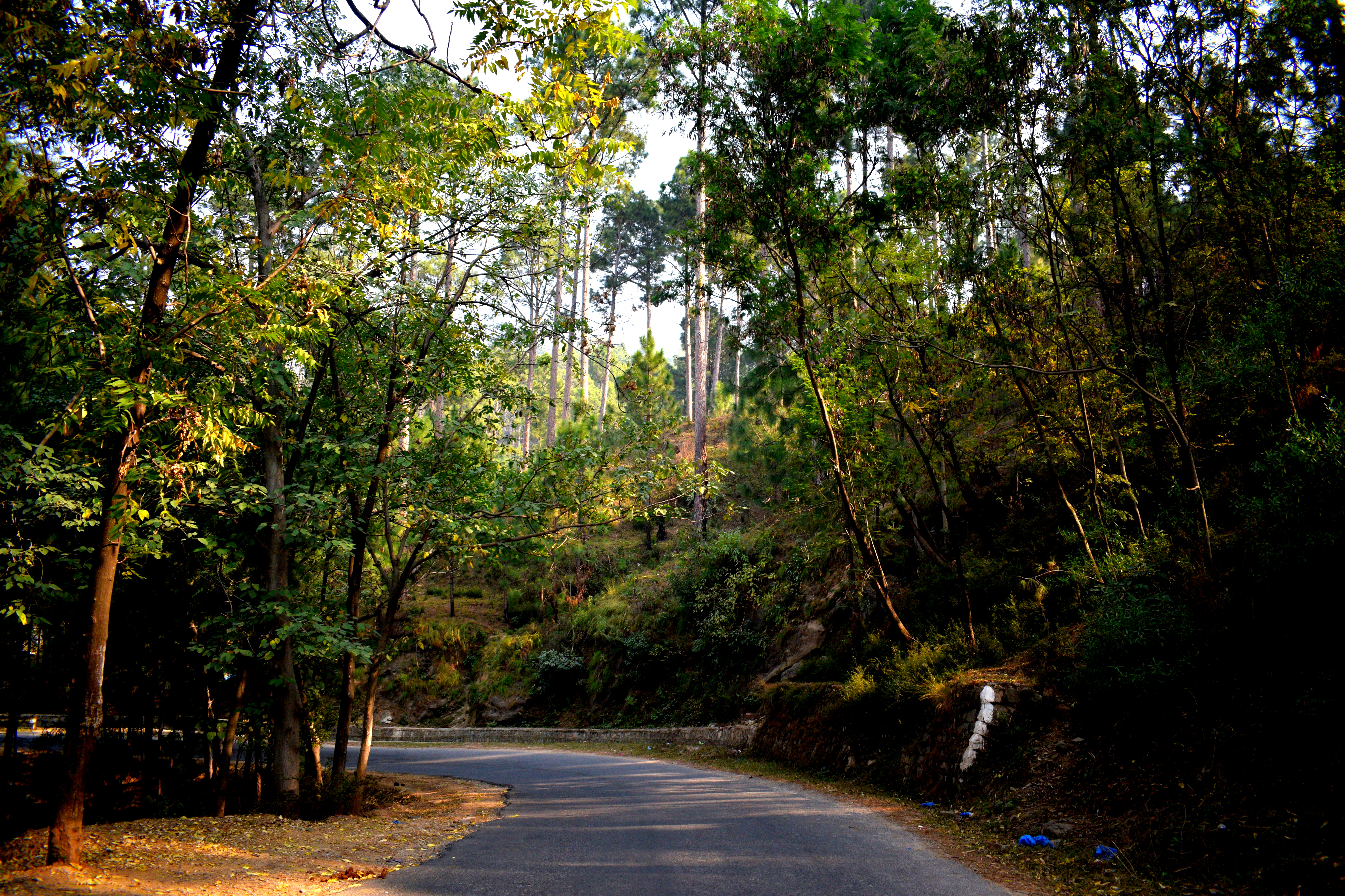 File:A small road and around green trees.jpg - Wikimedia Commons
