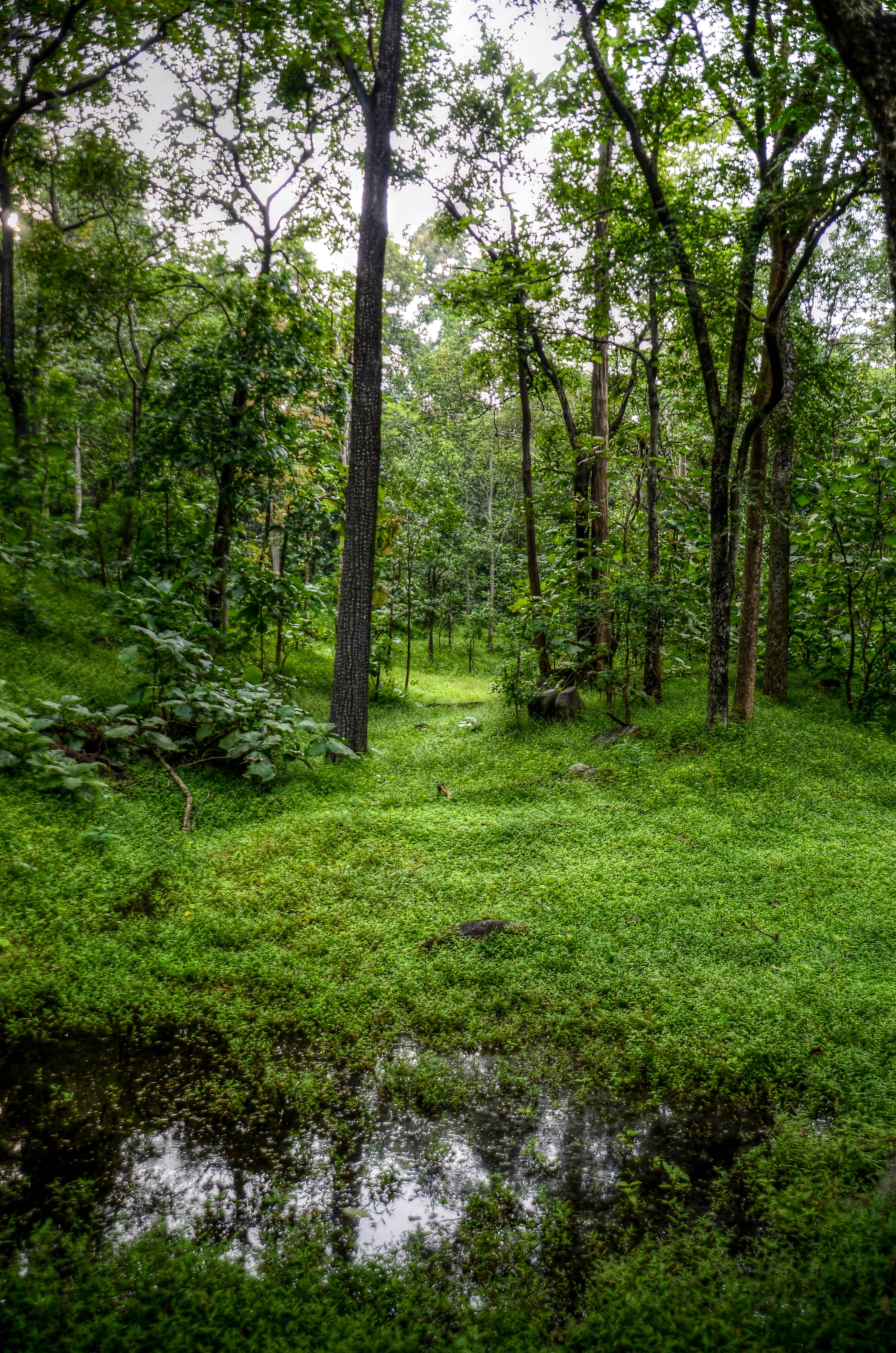 Green Trees and Grass, Rainforest, Wood, Water, Trees, HQ Photo
