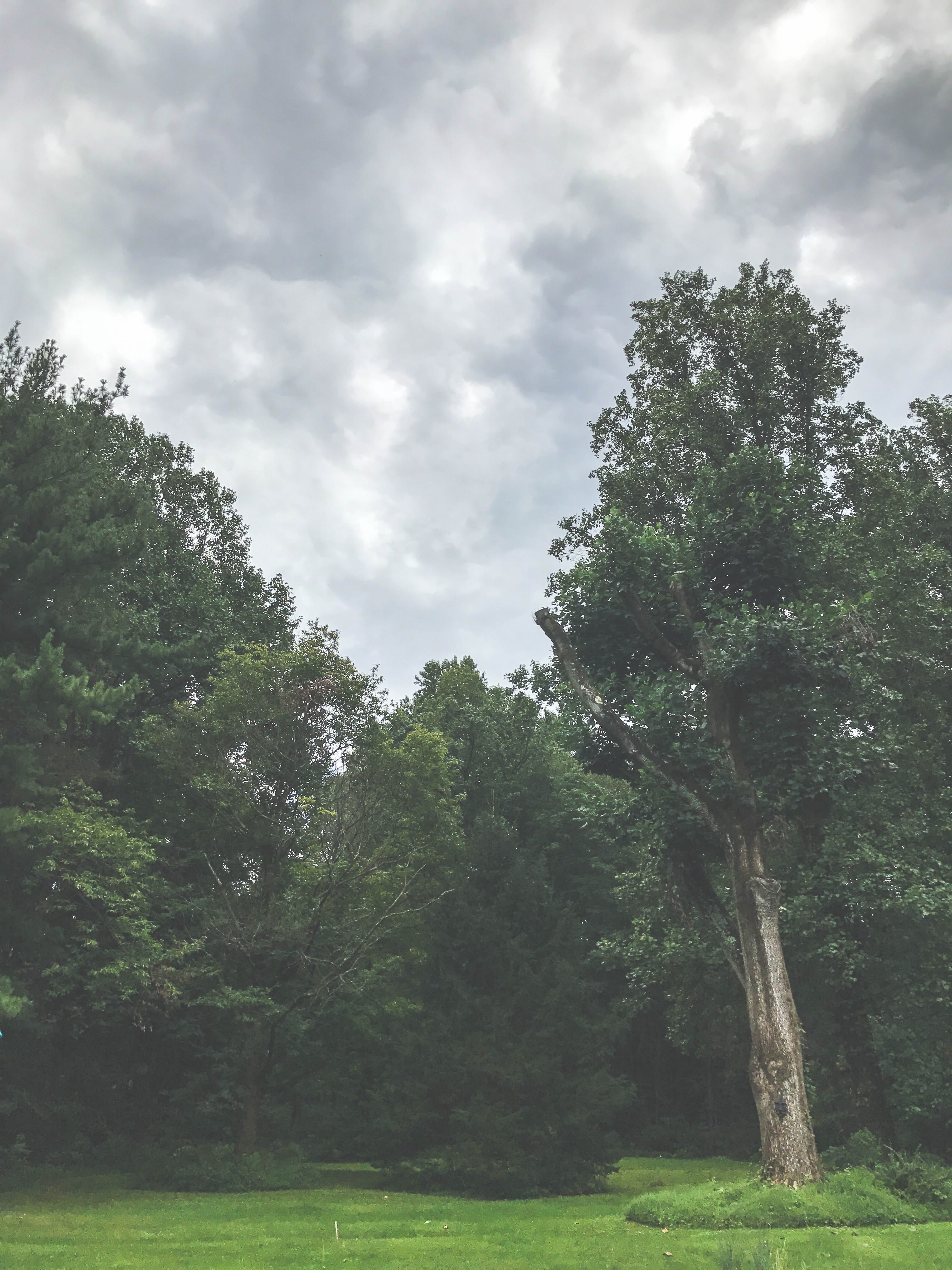 Green trees under the cloudy sky photo