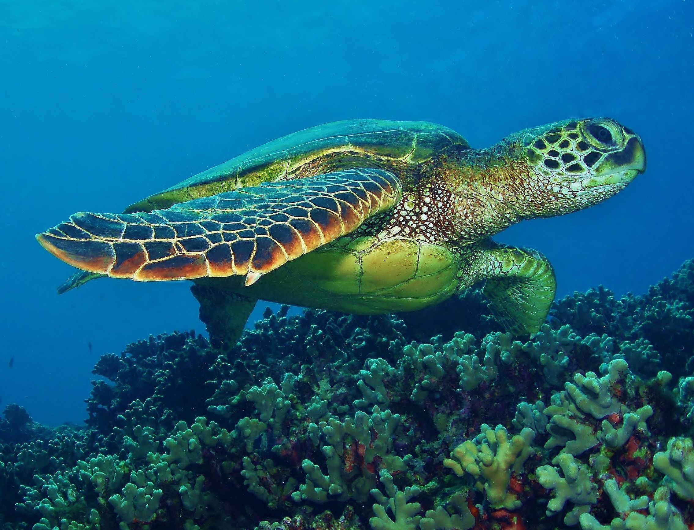 Hawaiian green turtles - leatherback sea turtle, The following ...