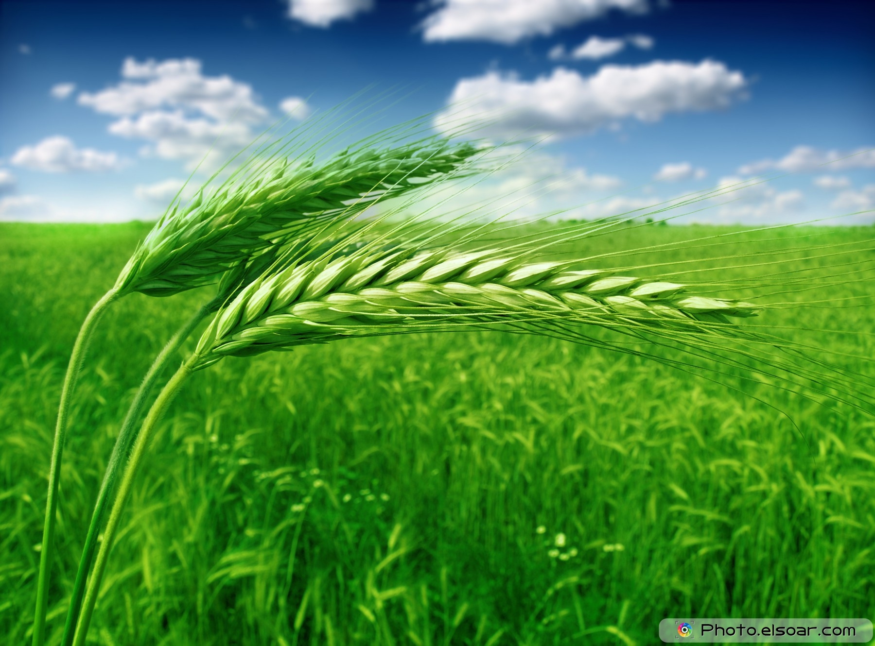 Free photo: Green Wheat - Agriculture, Wheat, Summer - Free Download