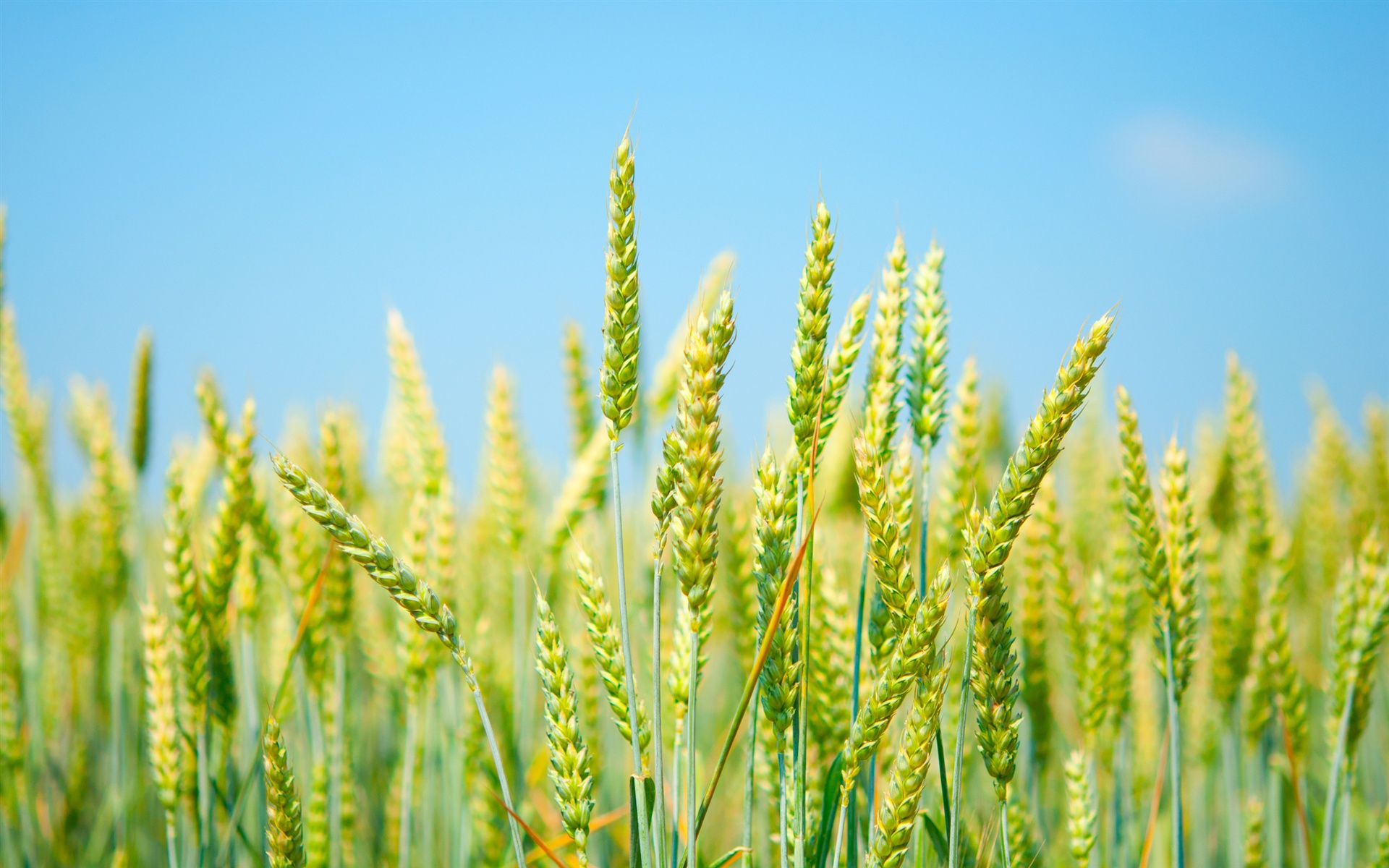 Green Wheat Field HD Wallpaper, Background Images