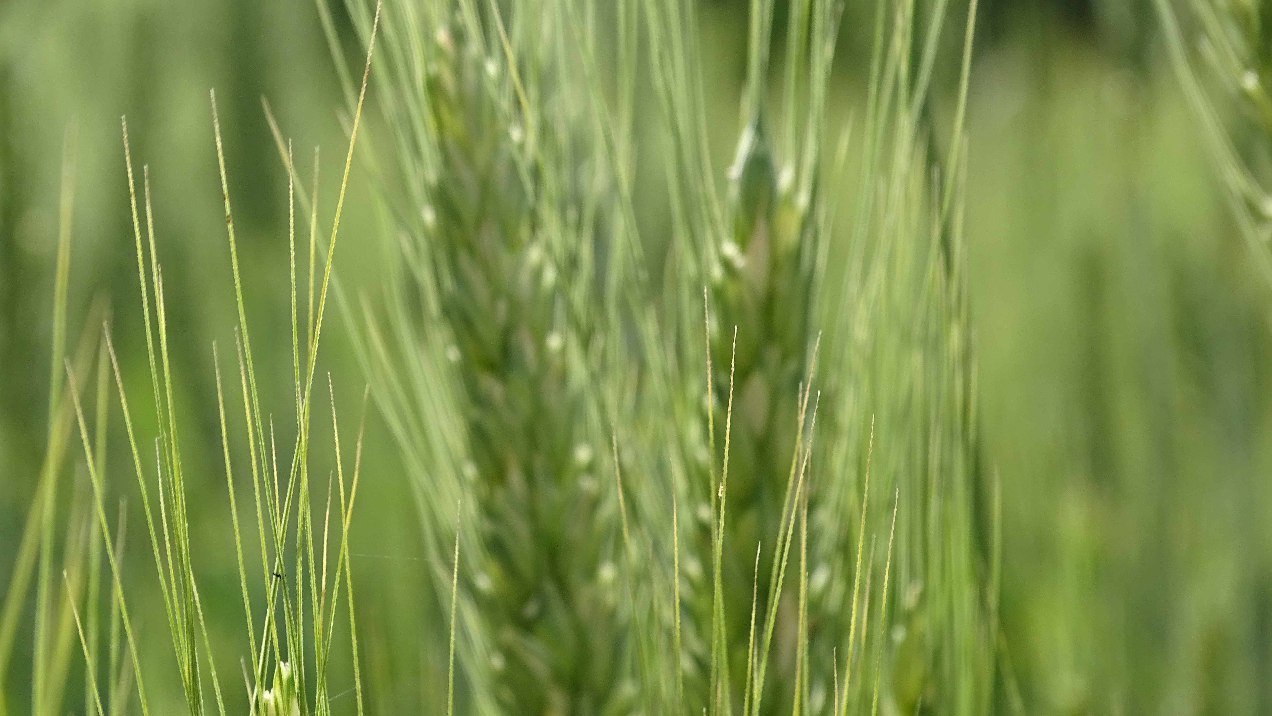 Green wheat photo